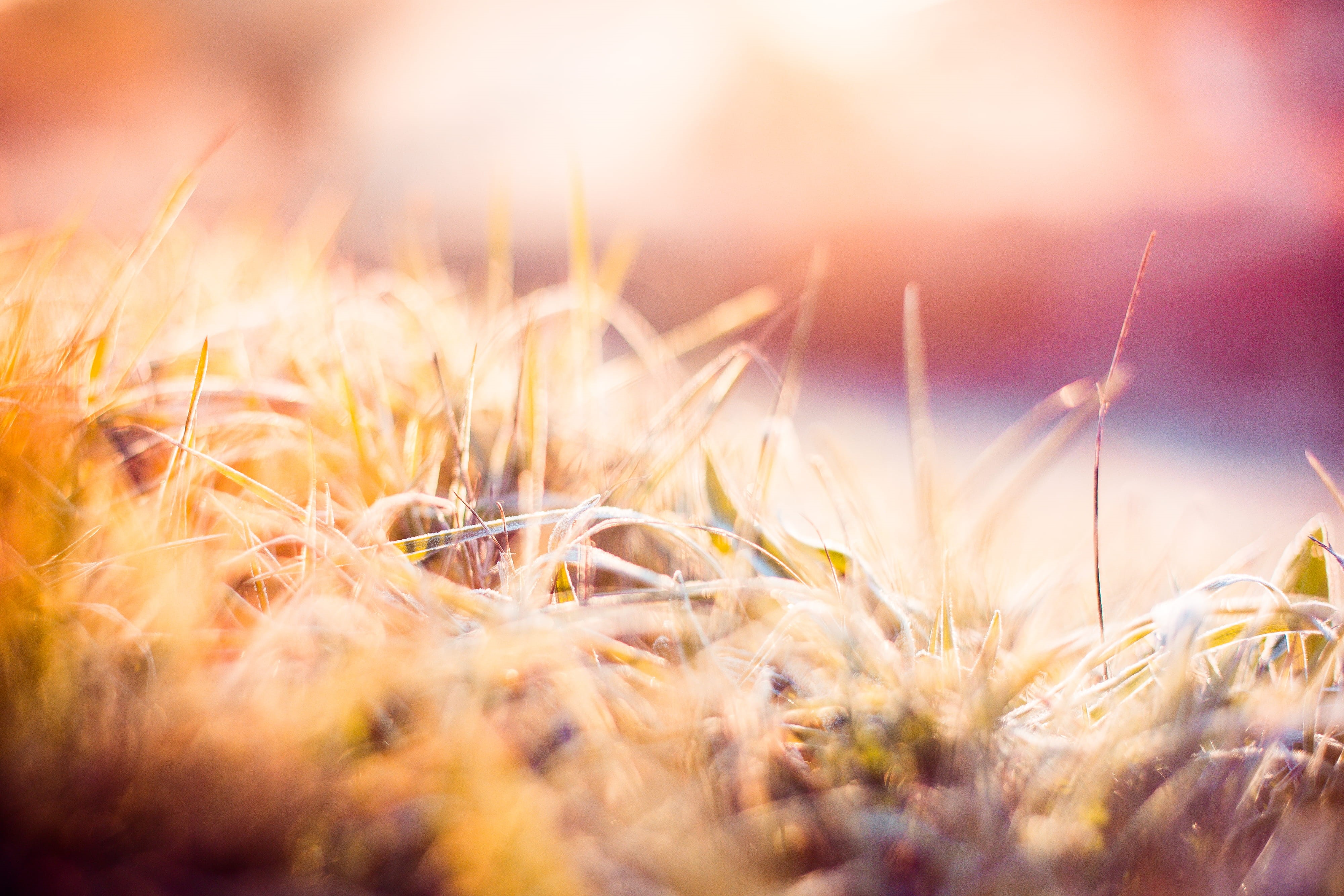 Morning, cold, season, ice, vibrant Color, close-up, autumn, sunlight, defocused, close up, rural scene, macro, brightly lit, selective Focus, landscape, HD Wallpaper