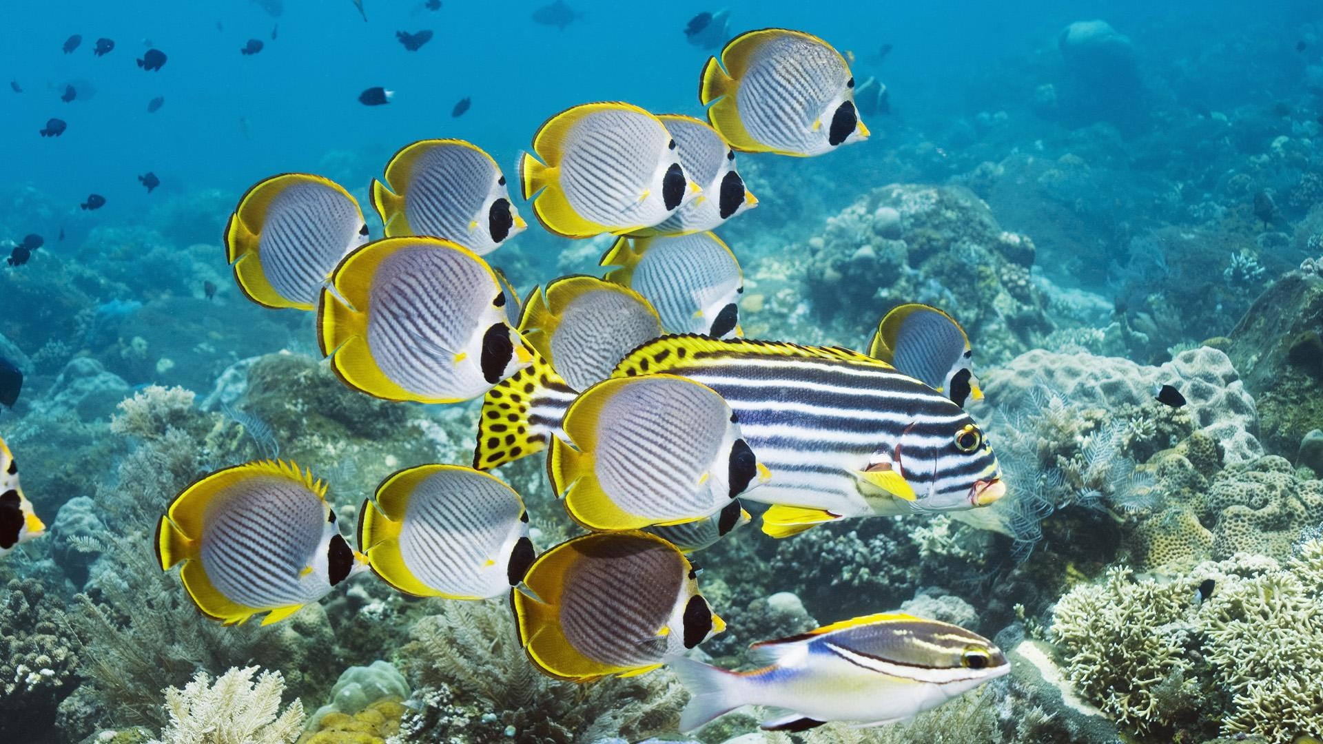 ocean, butterflyfish, 1080P, eyepatch, bali, indonesia, black, animals, yellow, HD Wallpaper