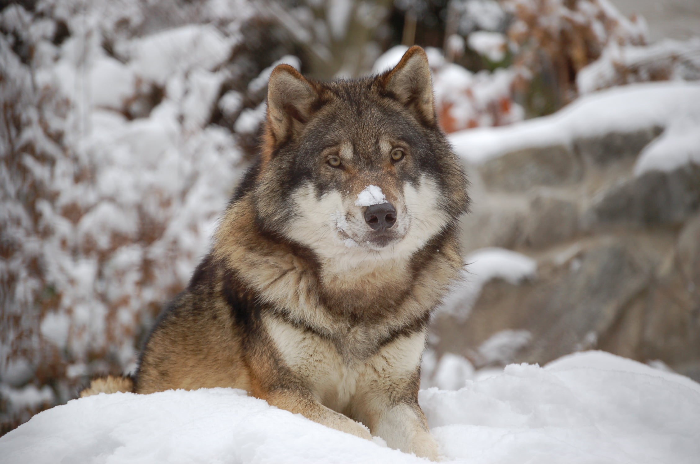 hill, rock, snow, rock hill, gray Wolf, winter, forest, near, outdoors, carnivore, 1080P, utonagan, nature, animal, cold - Temperature, wildlife, dog, HD Wallpaper