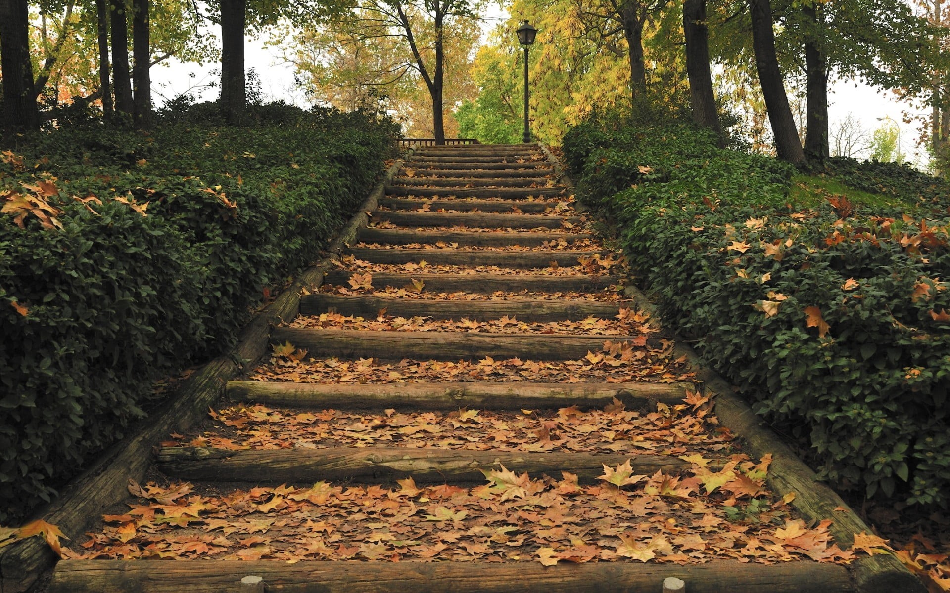 brown, direction, the way forward, leaves, concrete, forest, plant, diminishing perspective, tree trunk, tranquil scene, steps and staircases, no people, HD Wallpaper