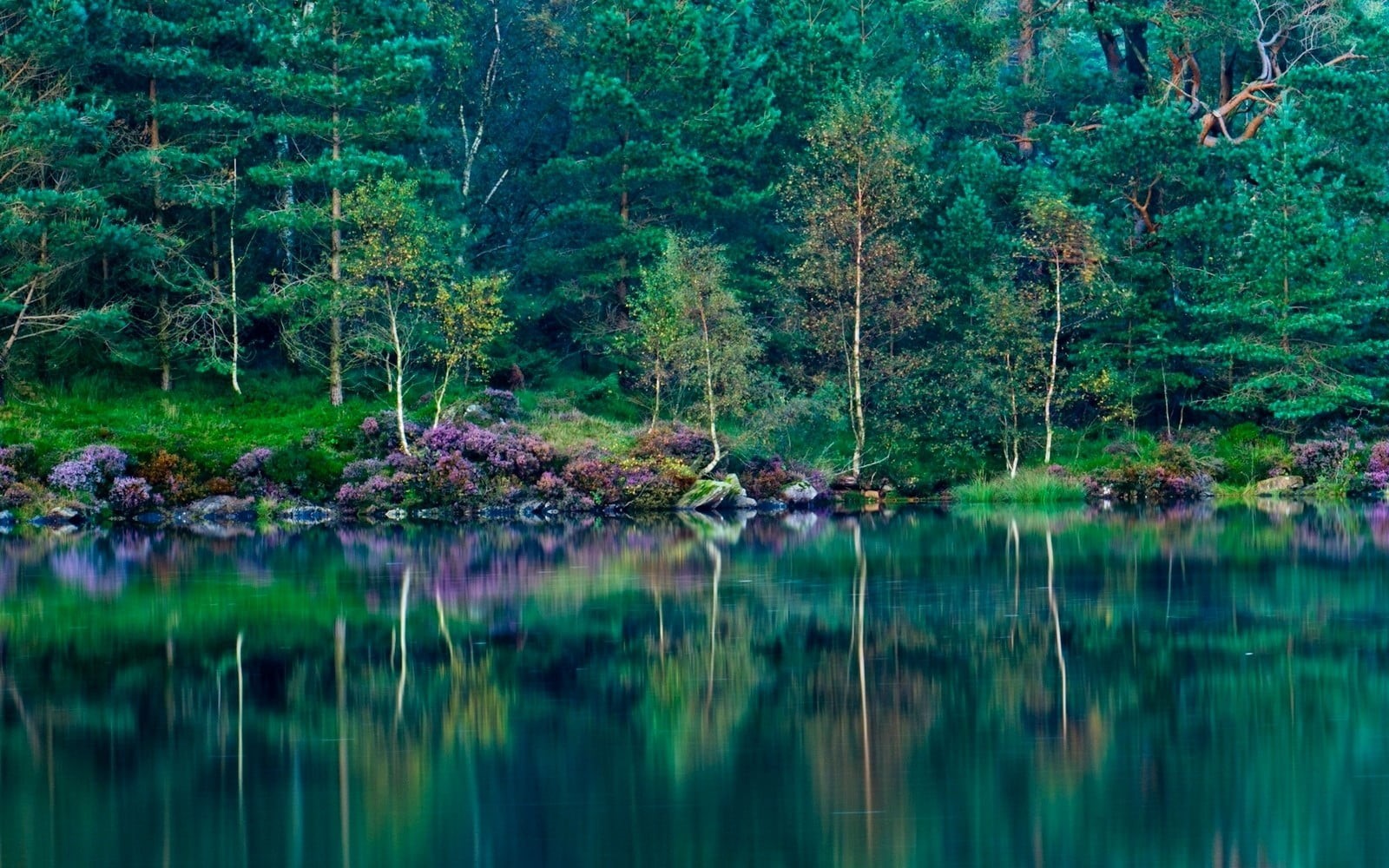 tranquility, outdoors, growth, day, body, green, water, grass, trees, non-urban scene, green color, scenics - nature, England, woodland, lush foliage, land, HD Wallpaper