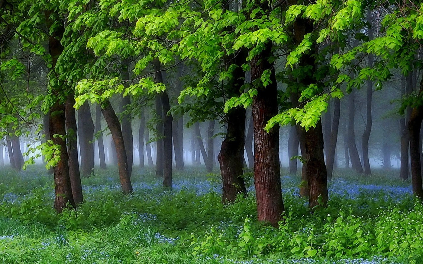 grass, nature, wildflowers, morning, 720P, landscape, mist, forest, green, spring, shrubs, HD Wallpaper