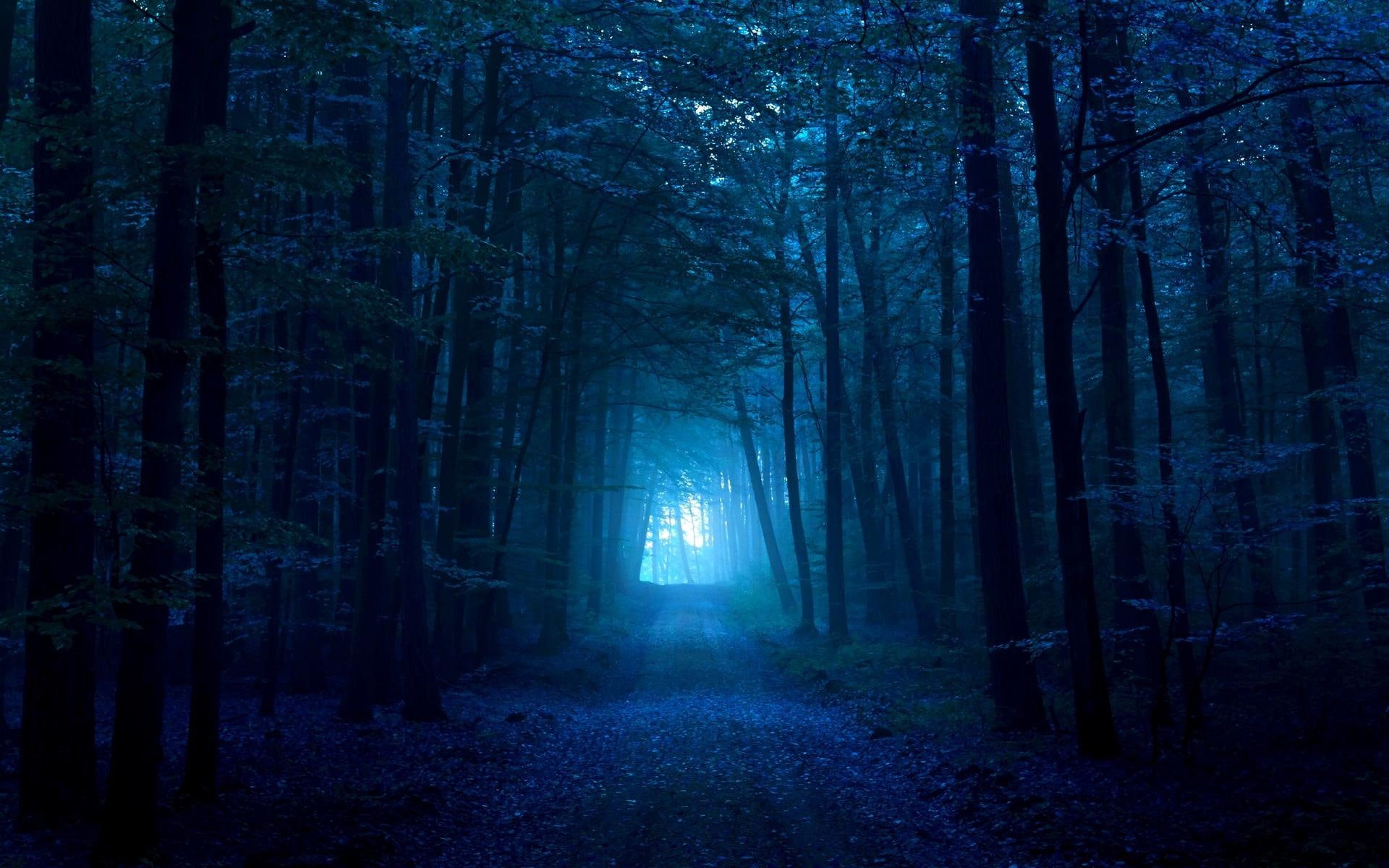 path, 1080P, forest, dark, blue, 3d and abstract, HD Wallpaper
