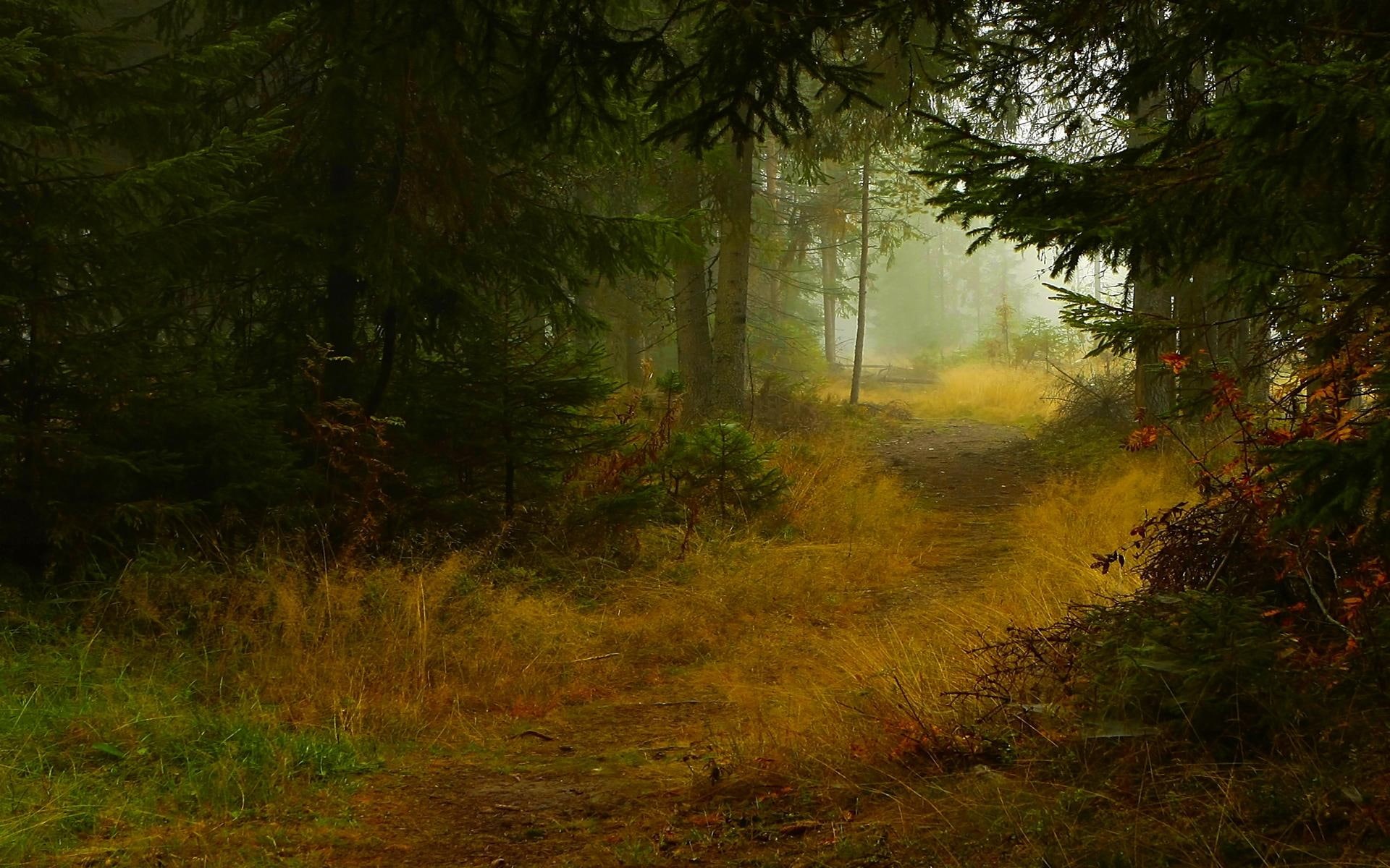 trail, nature, 3d and abstract, forest, trees, dark, autumn, 1080P, HD Wallpaper