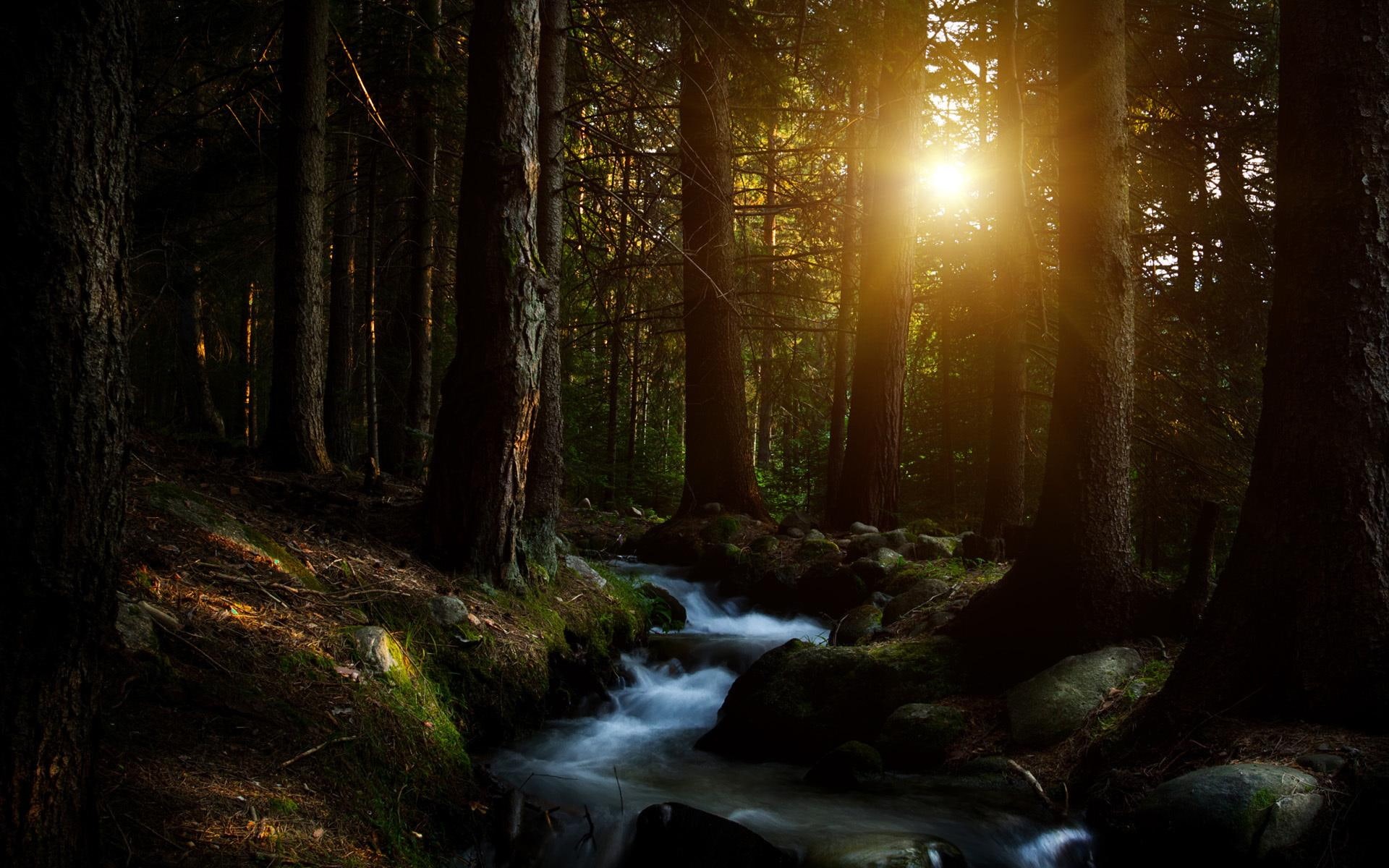 nature, nature and landscapes, creeks, sunbeams, forests, rivers, trees, 1080P, forest, creek, dark, HD Wallpaper