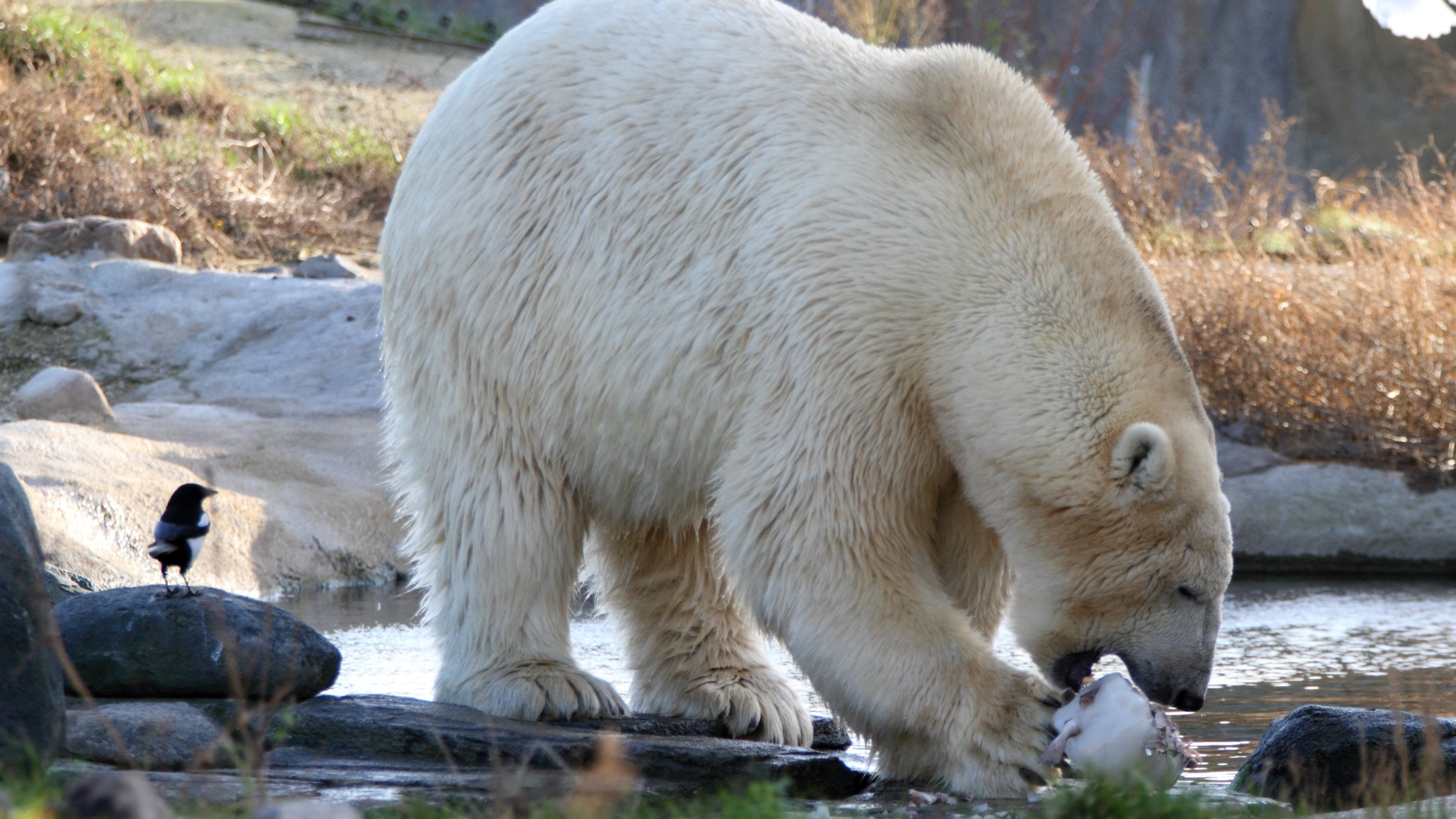 animals in the wild, water, group of animals, river, day, mammal, animal themes, bear, vertebrate, eating, 4K, rock, animals, polar bear, birds, two animals, HD Wallpaper