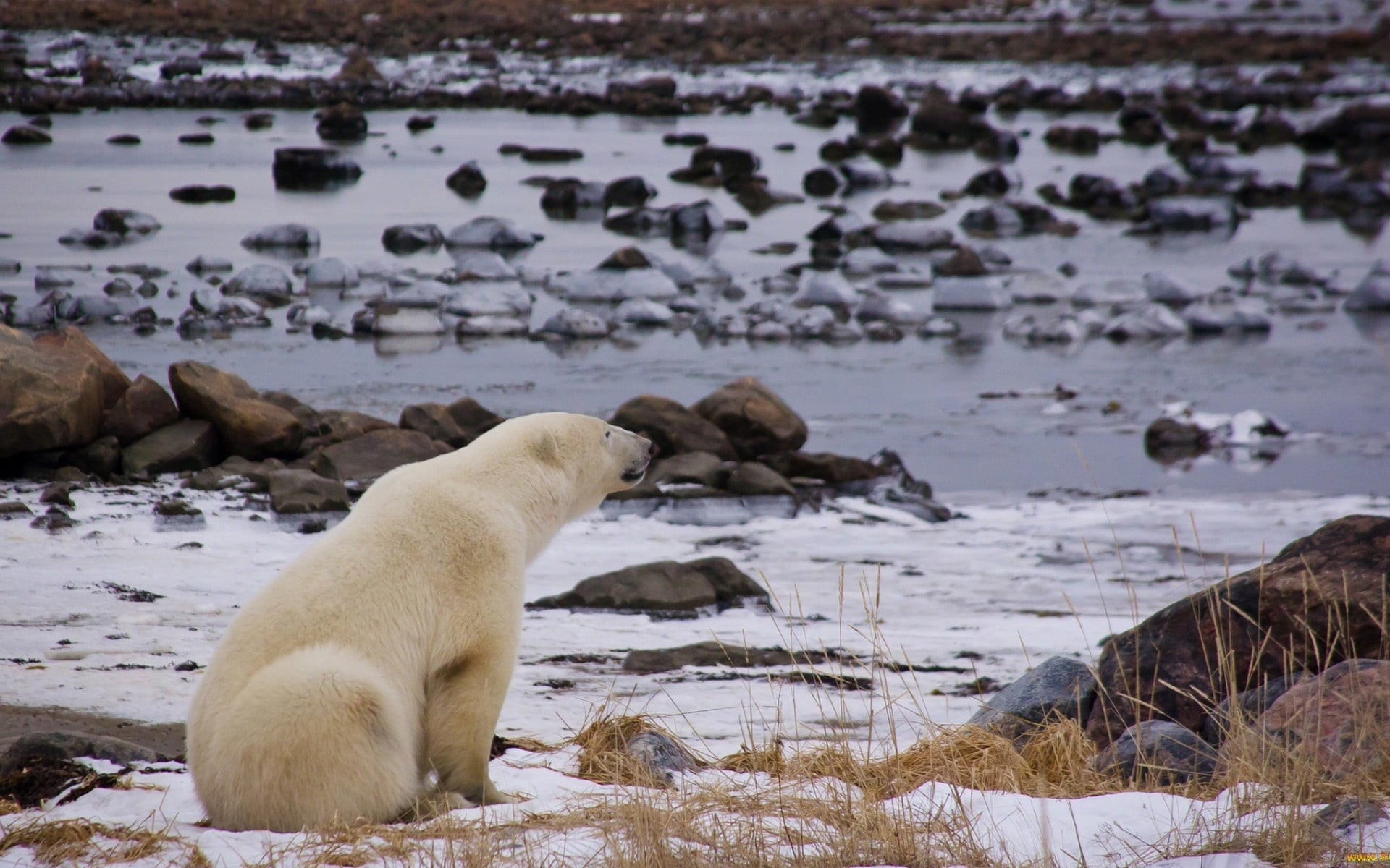 day, cold temperature, mammal, rock - object, 1080P, animals, vertebrate, animal, river, animals in the wild, nature, solid, polar bears, snow, white, HD Wallpaper