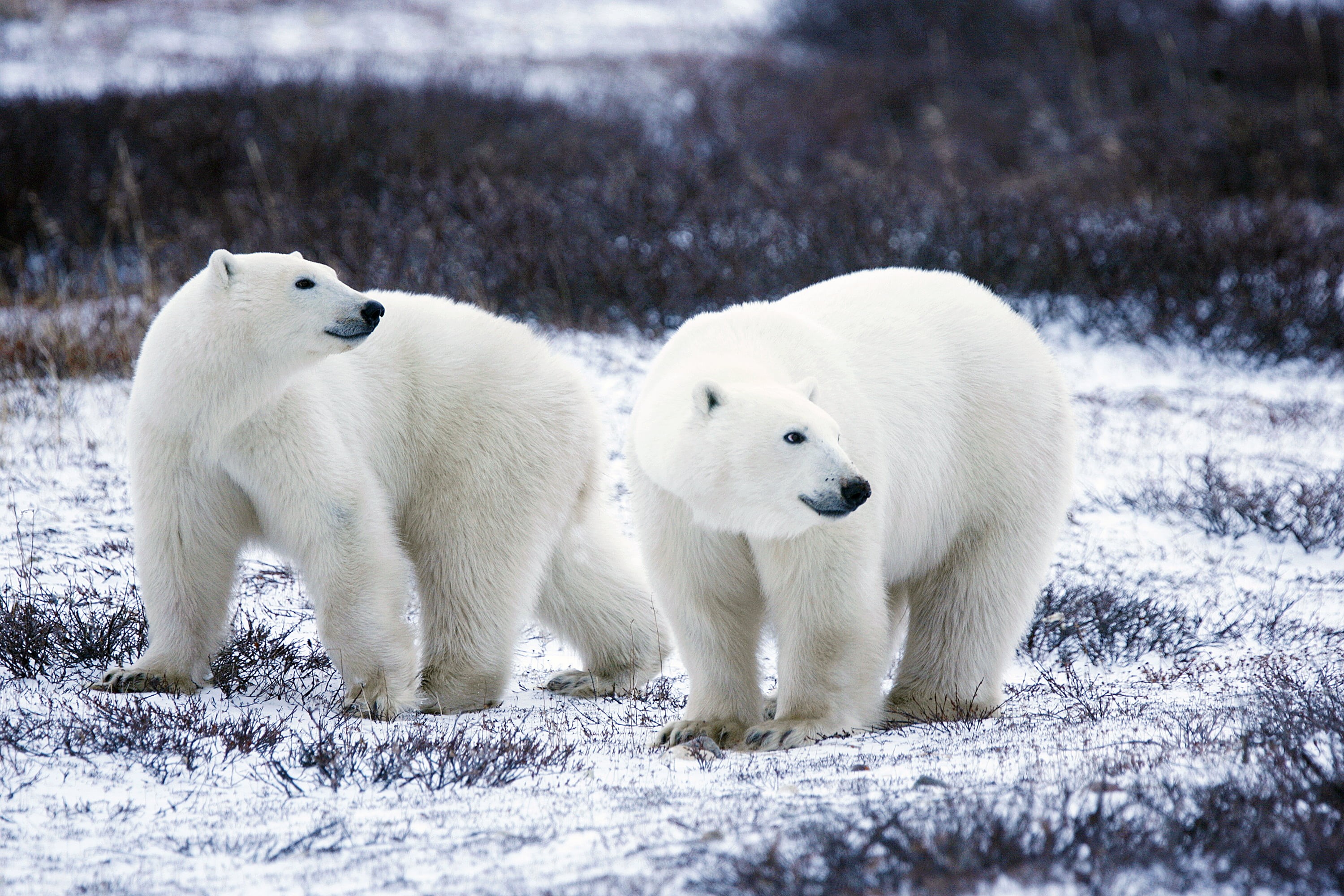 wildlife, pair, arctic, bear, bears, winter, 2K, animal, polar, Valentines Day, snow, two, mammal, polar Bear, refuges, animal behavior, nature, courtship, HD Wallpaper
