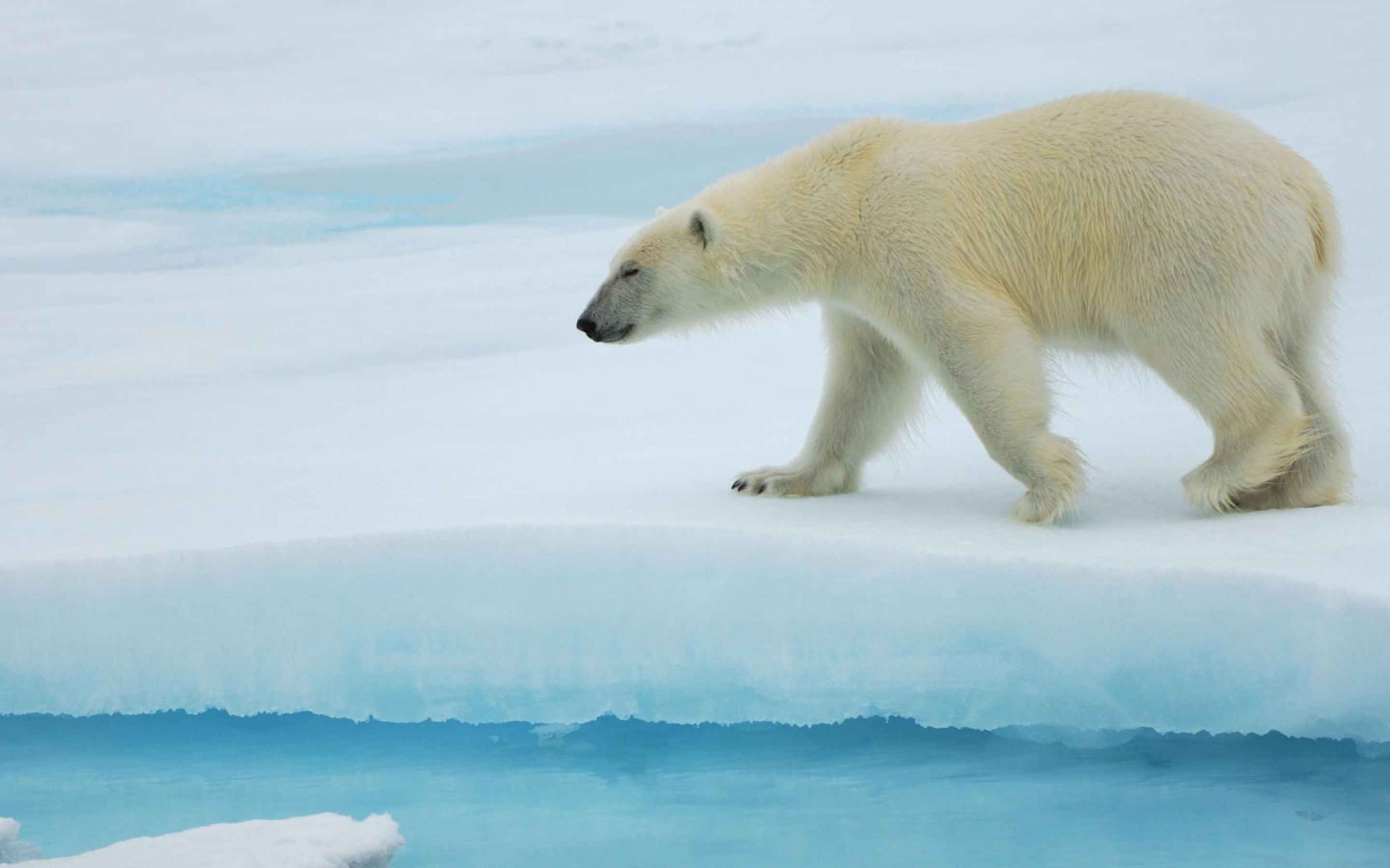 animal themes, bears, later, polar bear, age, 2K, white color, yellow, acquire, one animal, winter, vertebrate, srebrenobela, animal wildlife, animals in the wild, HD Wallpaper