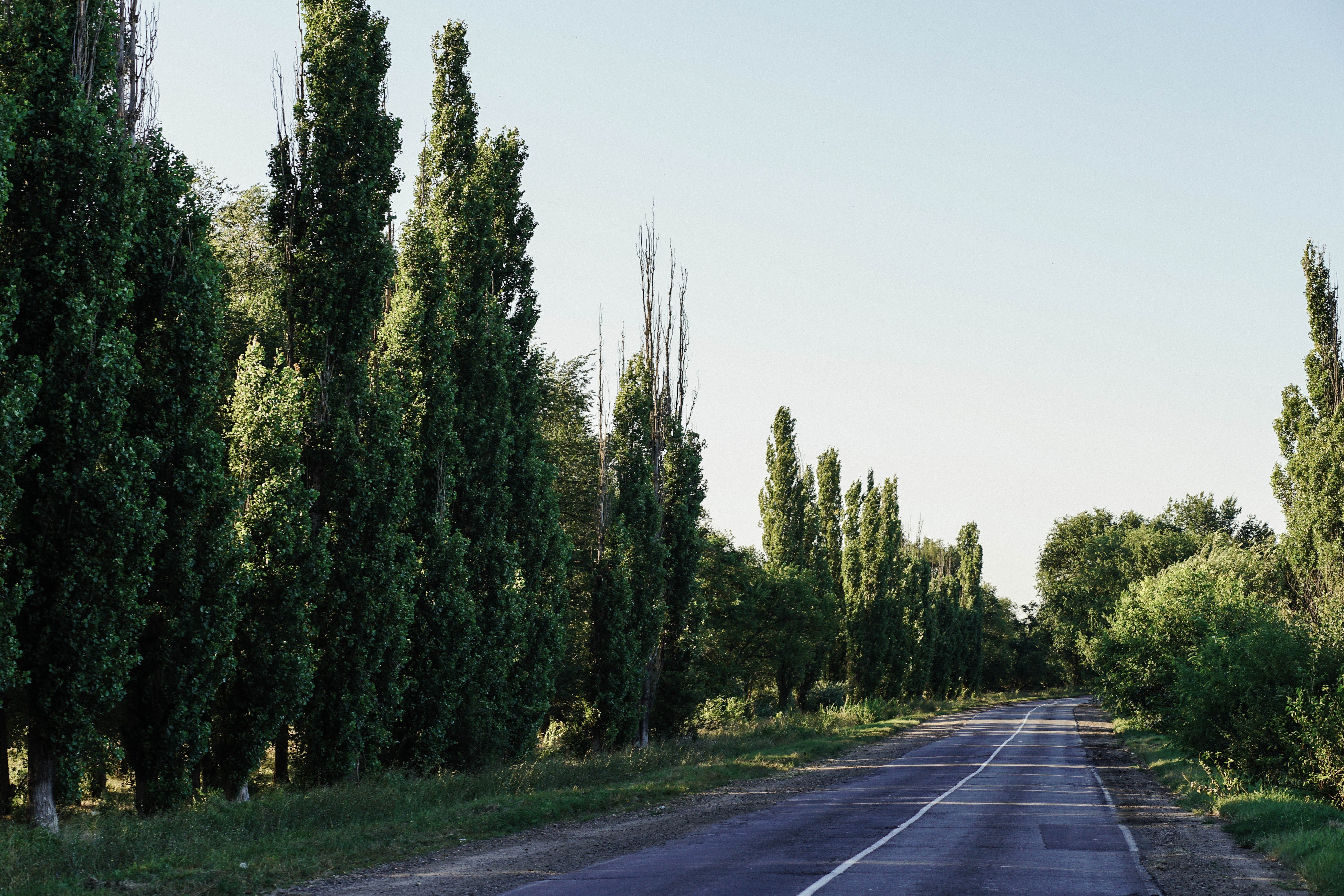 expanse, flower, transport, course, speedway, road marking, forest, marking, line, green, track, outdoors, the way forward, sunlight, pine, seasonal, color, HD Wallpaper