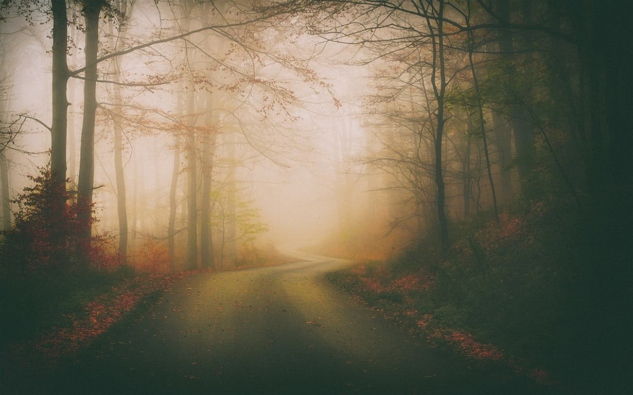 day, green Color, dark, scenics, fog, season, non-Urban Scene, morning, tree, sunrise - Dawn, leaf, spooky, woodland, no People, outdoors, fantasy, rural Scene, HD Wallpaper