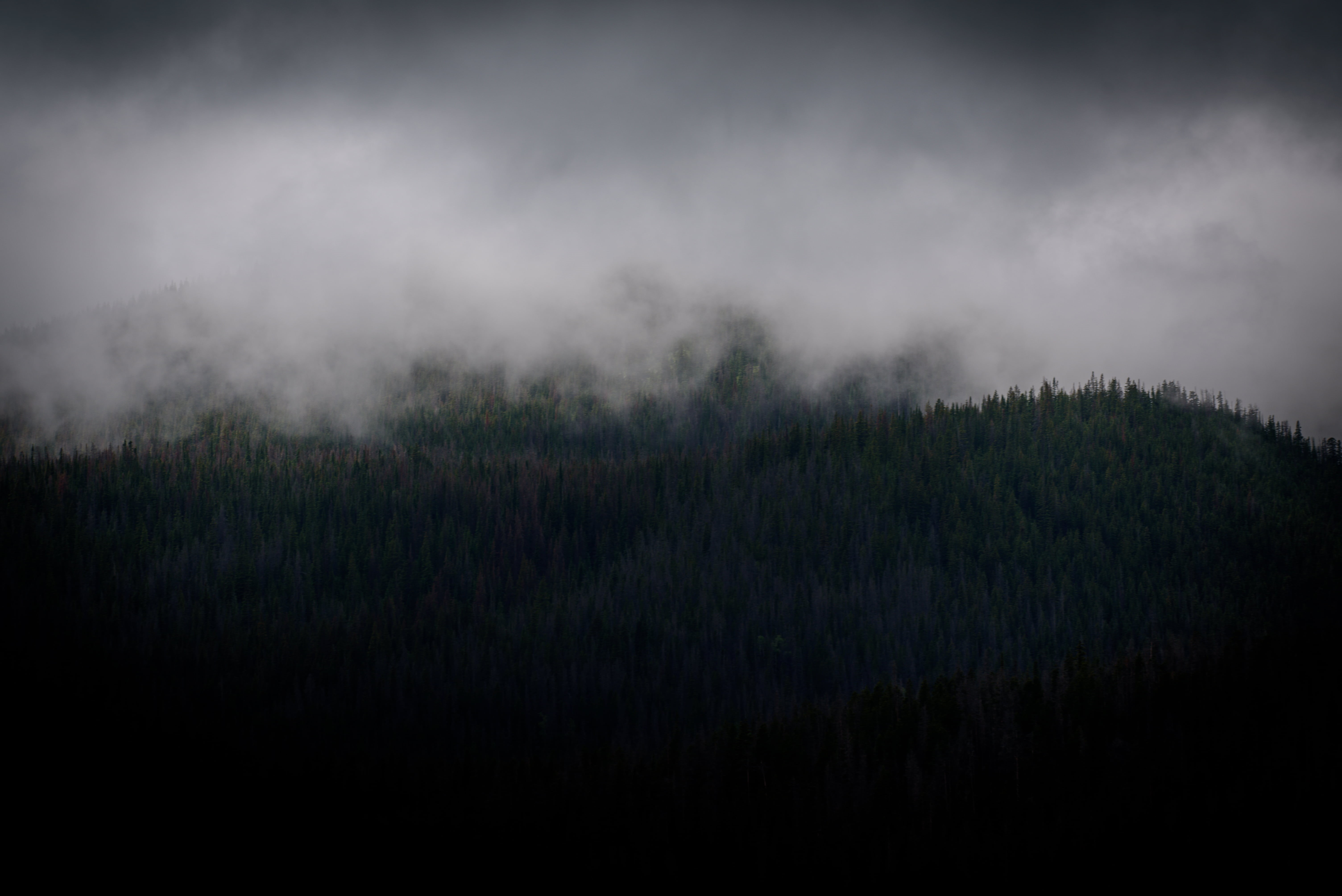 fog, murky, dark, pine trees, beauty in nature, nature, woodland, 5K, thunderstorm, storm, environment, foggy, trees, landscape, fir trees, sky, storm cloud, HD Wallpaper