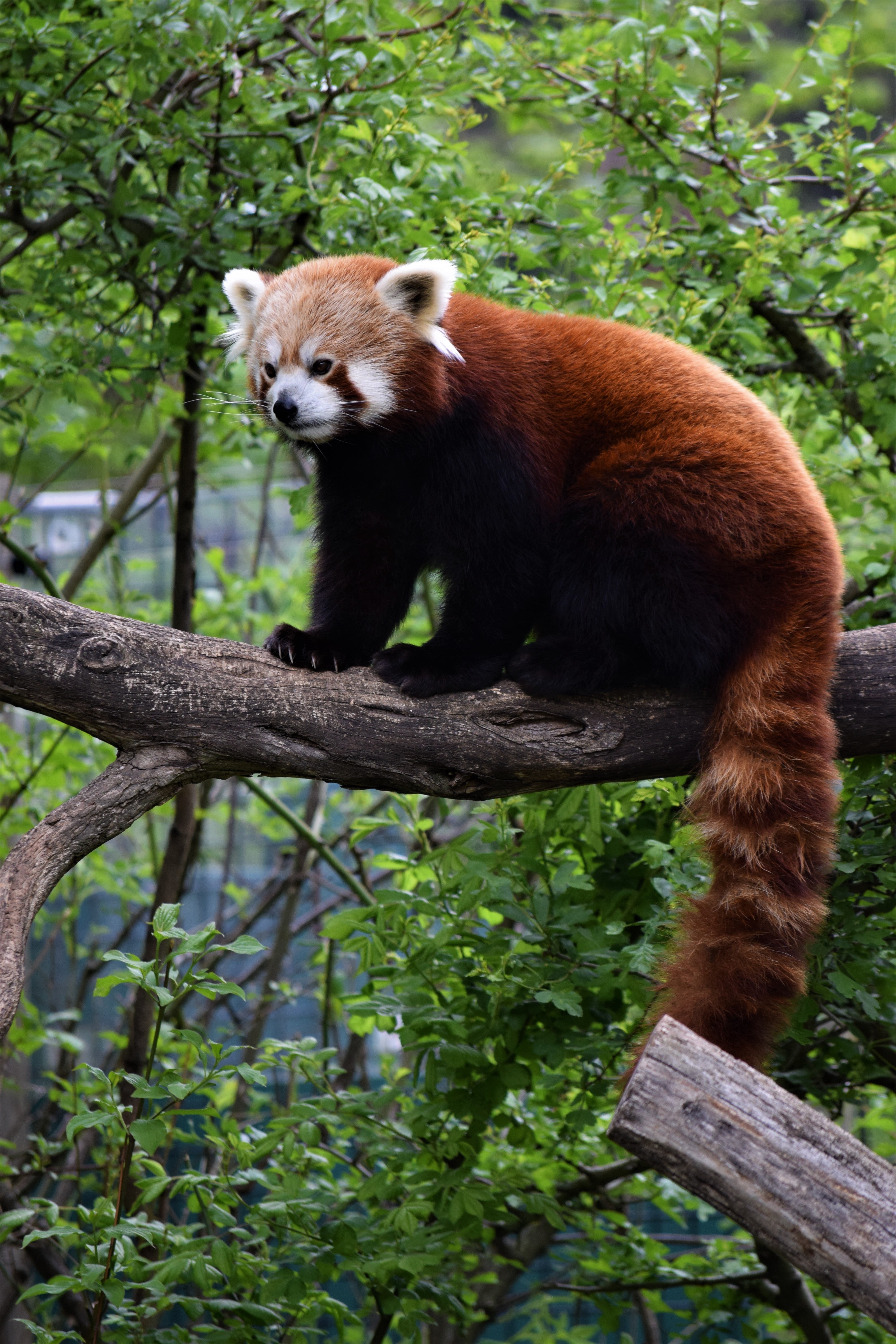 red panda, branch, day, bear, bamboo - plant, mammal, endangered Species, rare, no people, wildlife, adorable, panda - Animal, vienna, whisker, fluffy, Phone HD Wallpaper