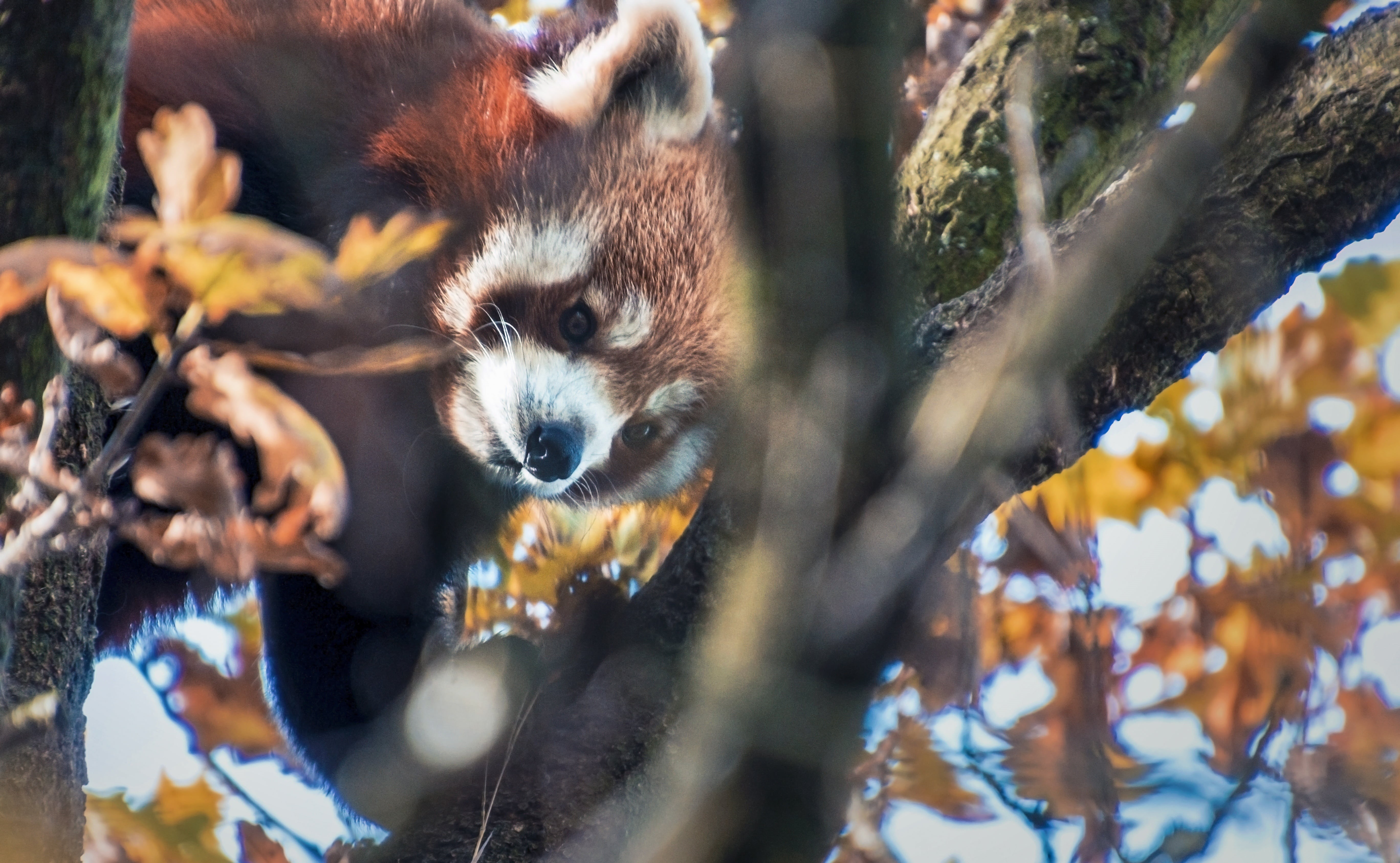 cute, 5K, animal head, sweet, plant part, sky, mammal, no people, plant, close, animals in the wild, zurich, ailurus fulgens, branch, leaf, animal, selective focus, HD Wallpaper