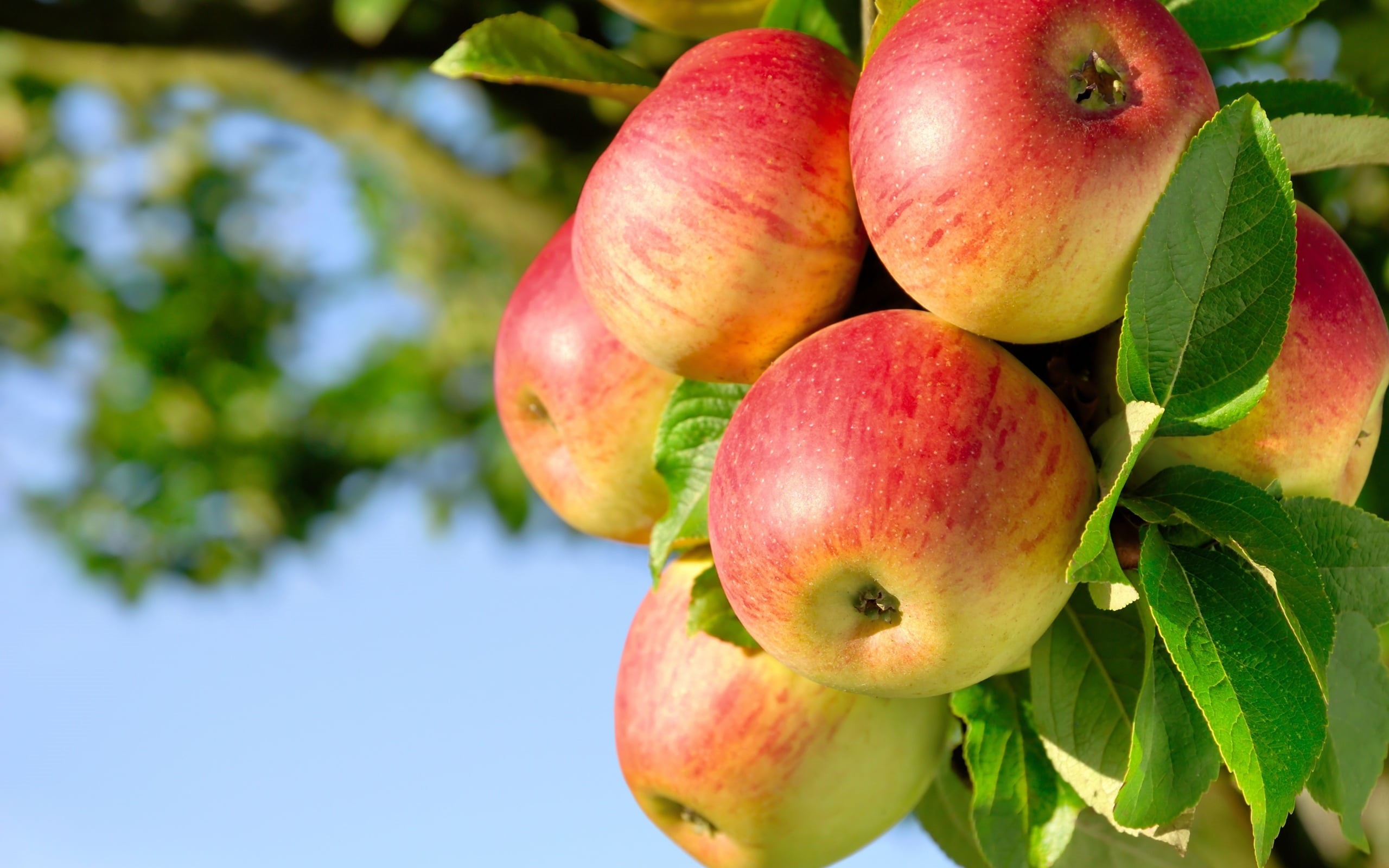 focus on foreground, branches, close-up, day, freshness, leaf, 2K, food and drink, apples, green color, fruits, tree, plant, Food, branch, wellbeing, outdoors, HD Wallpaper