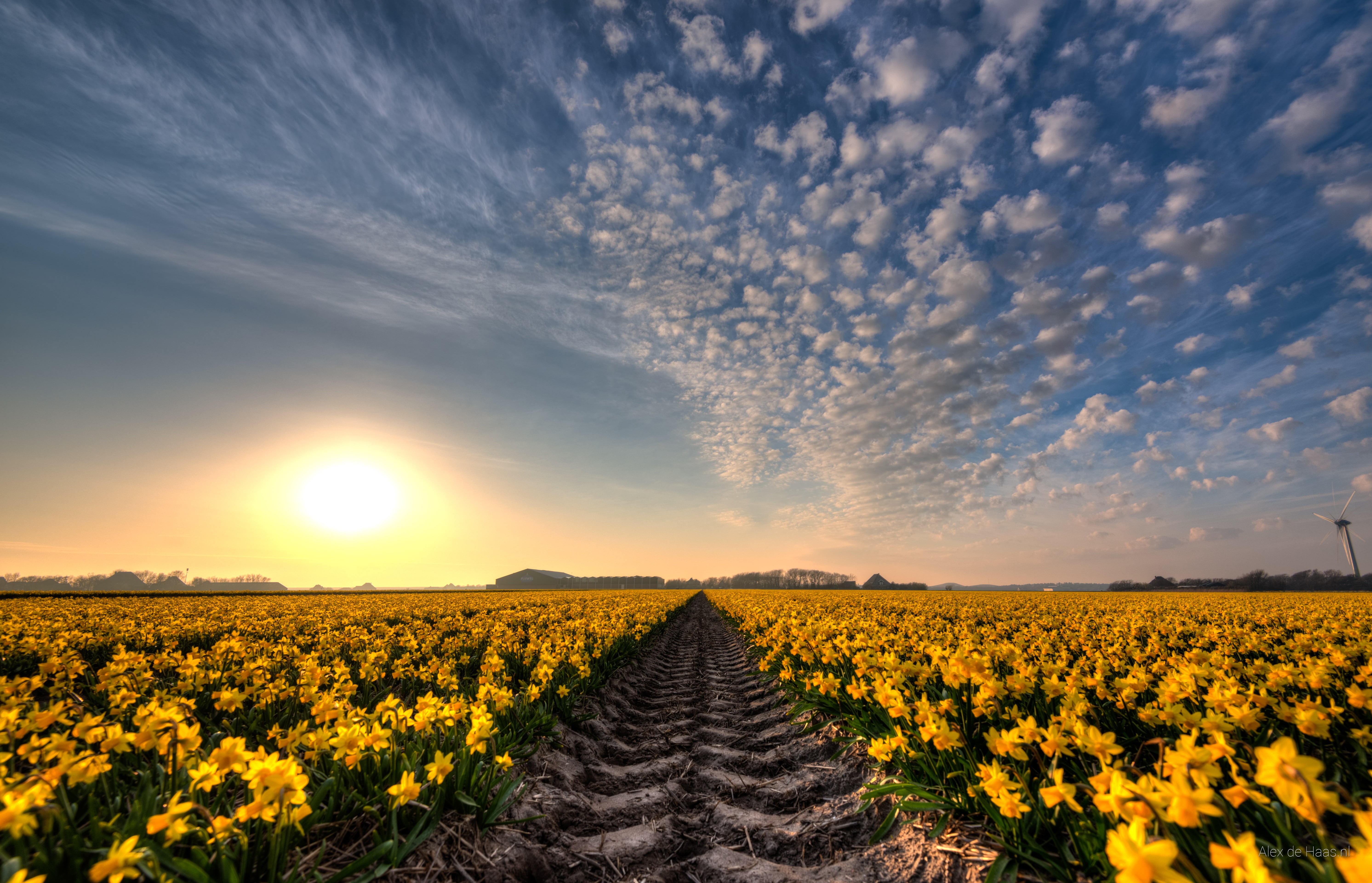 narcissus, serene, daffodils, petaled, sunset, sunny, zon, beautiful, HDR, flowerbed, licht, Dutch, polder, yellow, D750, Nederland, photography, high dynamic range, HD Wallpaper