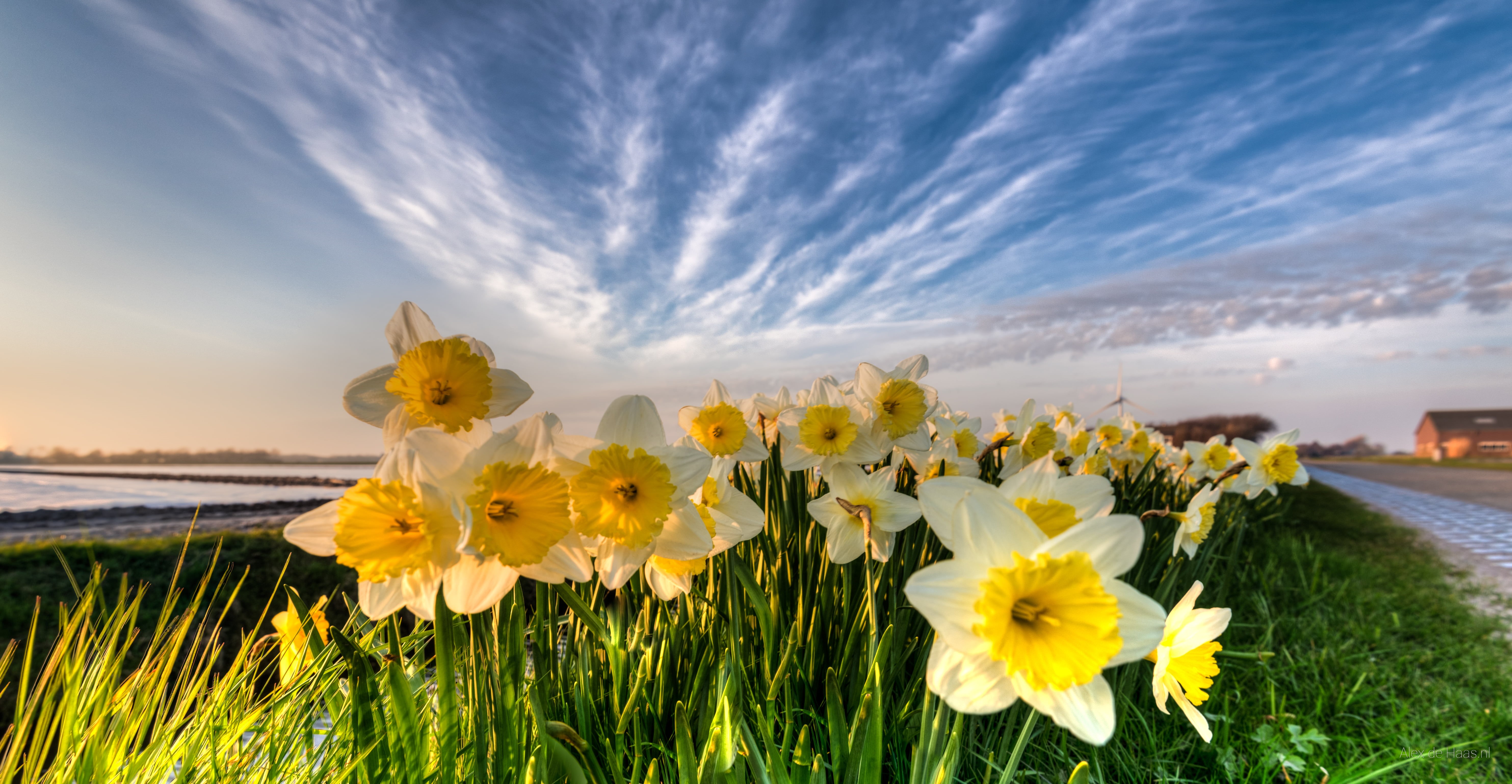 zon, HDR, plant, licht, plat, lucht, daylight, spring, Daffodils, daffodil, landscape photography, depth of field, bright, tripod, fullframe, bed, flowerbed, HD Wallpaper