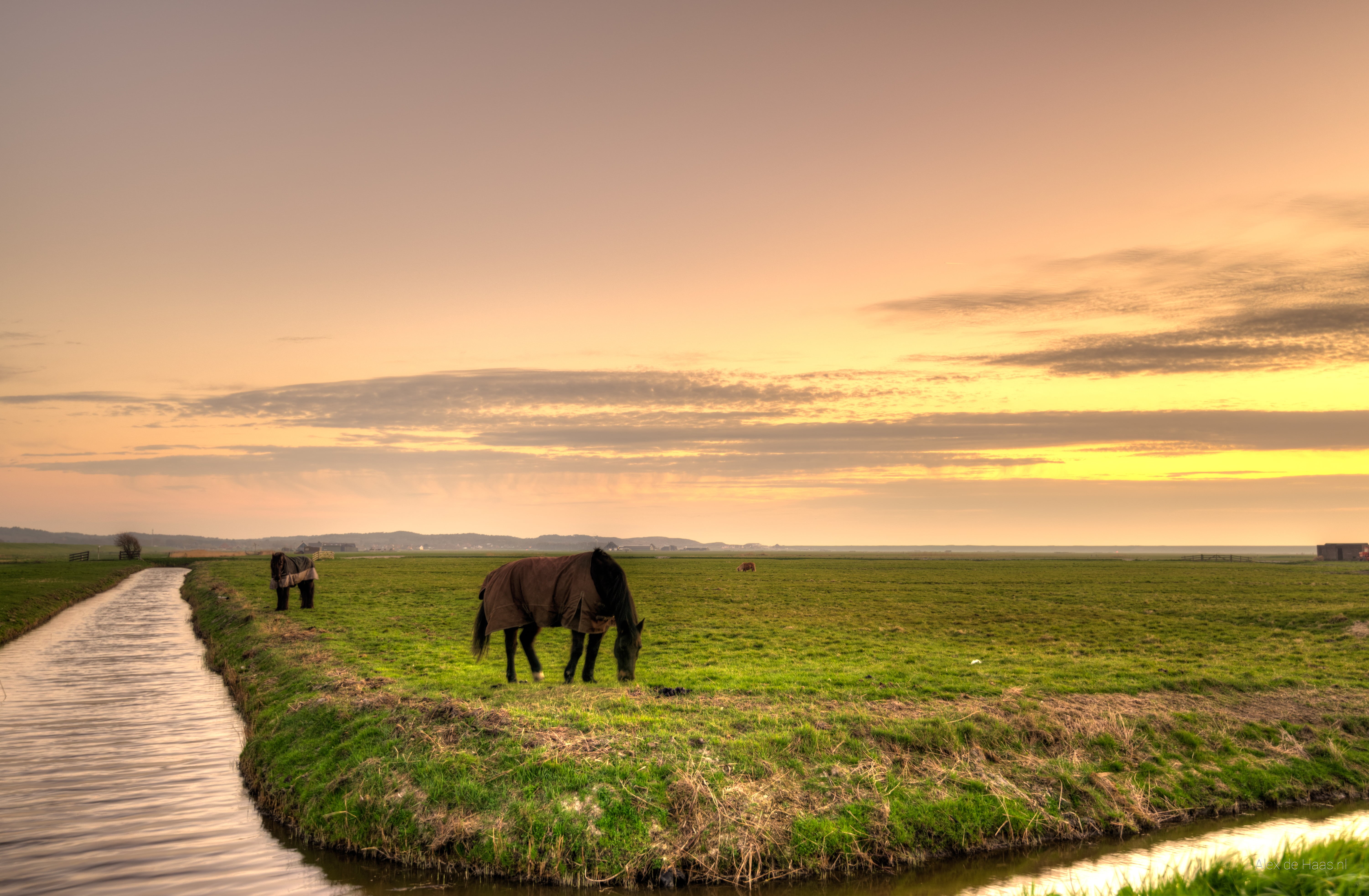 Dutch, lucht, sunset, skies, plat, natuur, rural Scene, dier, landscape photography, grazing, field, outdoors, horse, 5K, water, cloudy, meadow, pasture, HD Wallpaper