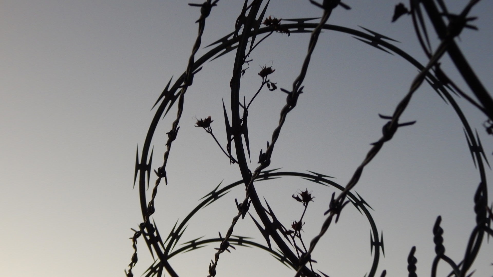 tree, branch, close-up, beauty in nature, 1080P, nature, sky, razor wire, safety, protection, plant, day, low angle view, clear sky, outdoors, no people, HD Wallpaper