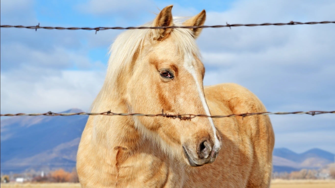 one animal, livestock, wire, white, animal head, animal, animals, mountain, nature, herbivorous, barbed wire, 720P, sky, boundary, animal themes, animal wildlife, HD Wallpaper