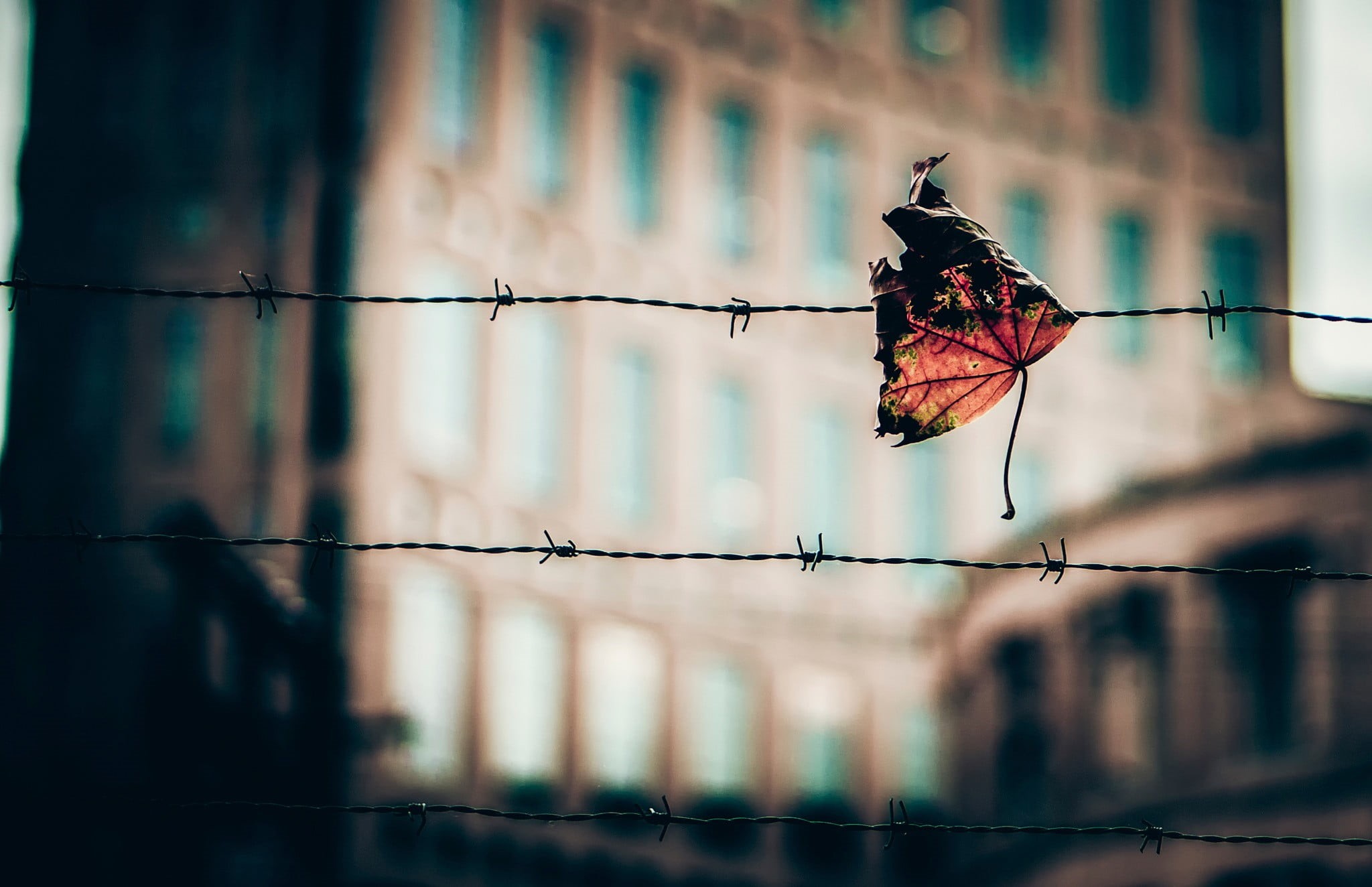 metal, boundary, focus on foreground, security, dried, fence, protection, leaf, animal themes, nature, macro, urban Scene, blue, window, one animal, no People, HD Wallpaper