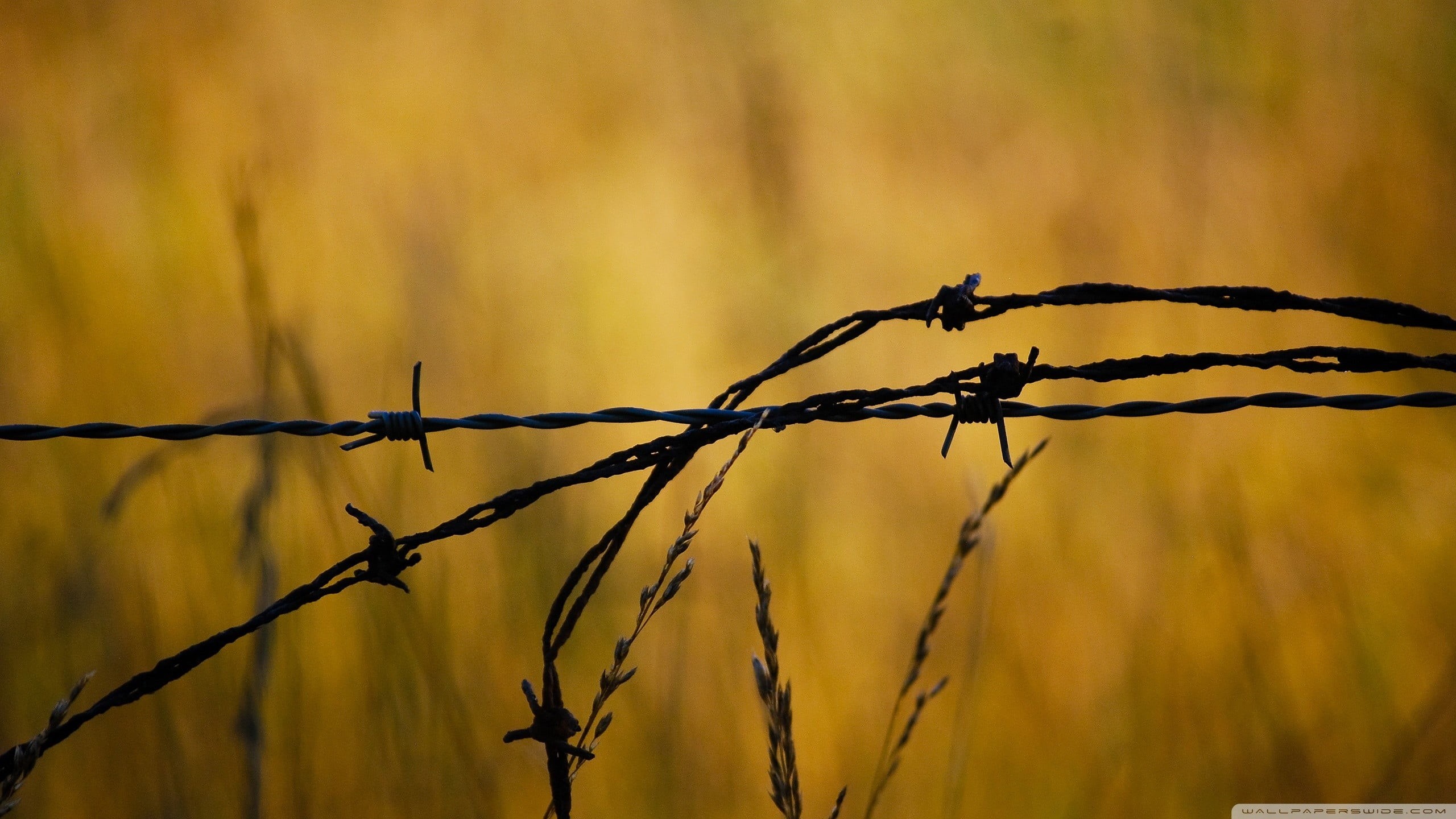 outdoors, nature, black, sharp, boundary, brown, barrier, branch, day, security, focus on foreground, close-up, sunset, 2K, wire, no people, safety, protection, HD Wallpaper