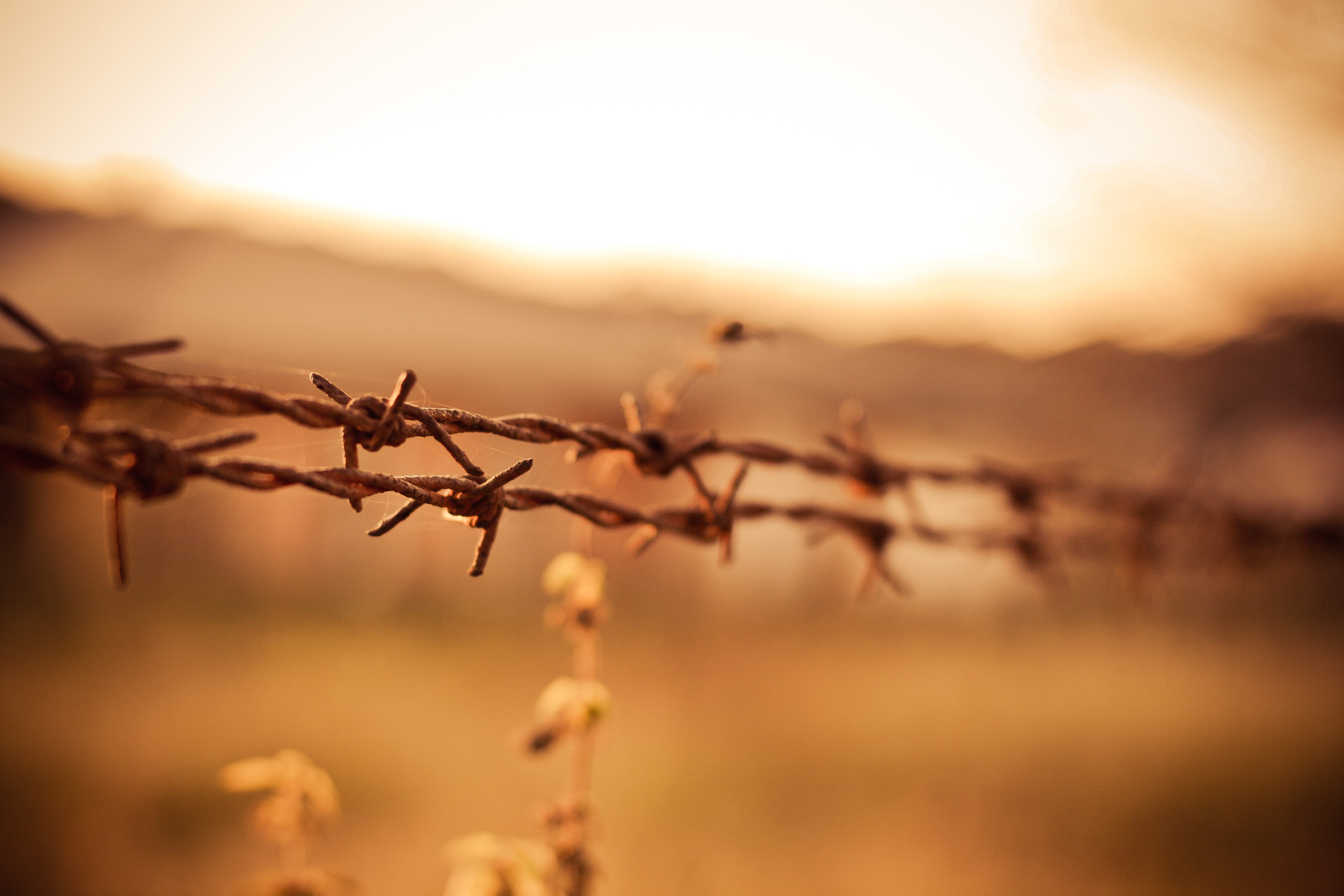 safety, no People, barbed Wire, Wires, sky, fence, wire, stop, dusk, 4K, security, sunlight, metal, nature, tranquility, protection, outdoors, close-up, HD Wallpaper