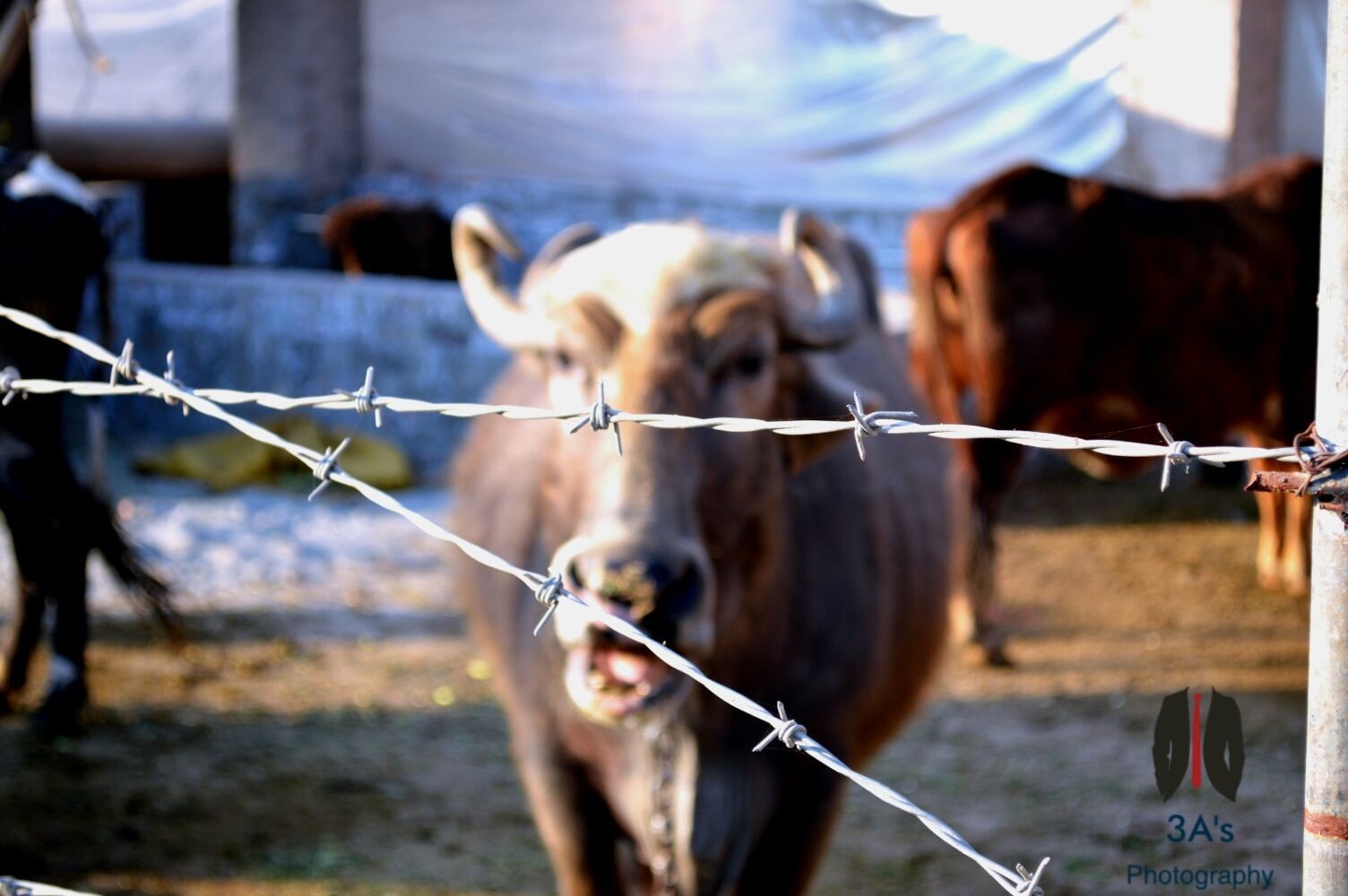 domestic, livestock, no people, security, pets, barrier, day, protection, cow, safety, barbed wire, animal themes, vertebrate, fence, mammals, mammal, focus on foreground, HD Wallpaper