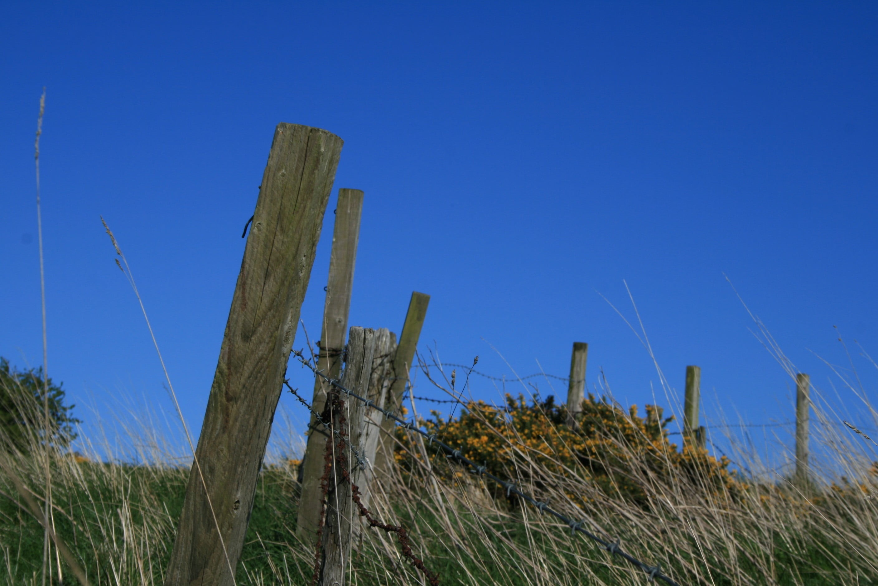 plant, no people, growth, tranquil scene, wood - material, post, arid climate, tranquility, grass, clear sky, Scotland, white, UK, 2K, wooden post, concrete, HD Wallpaper