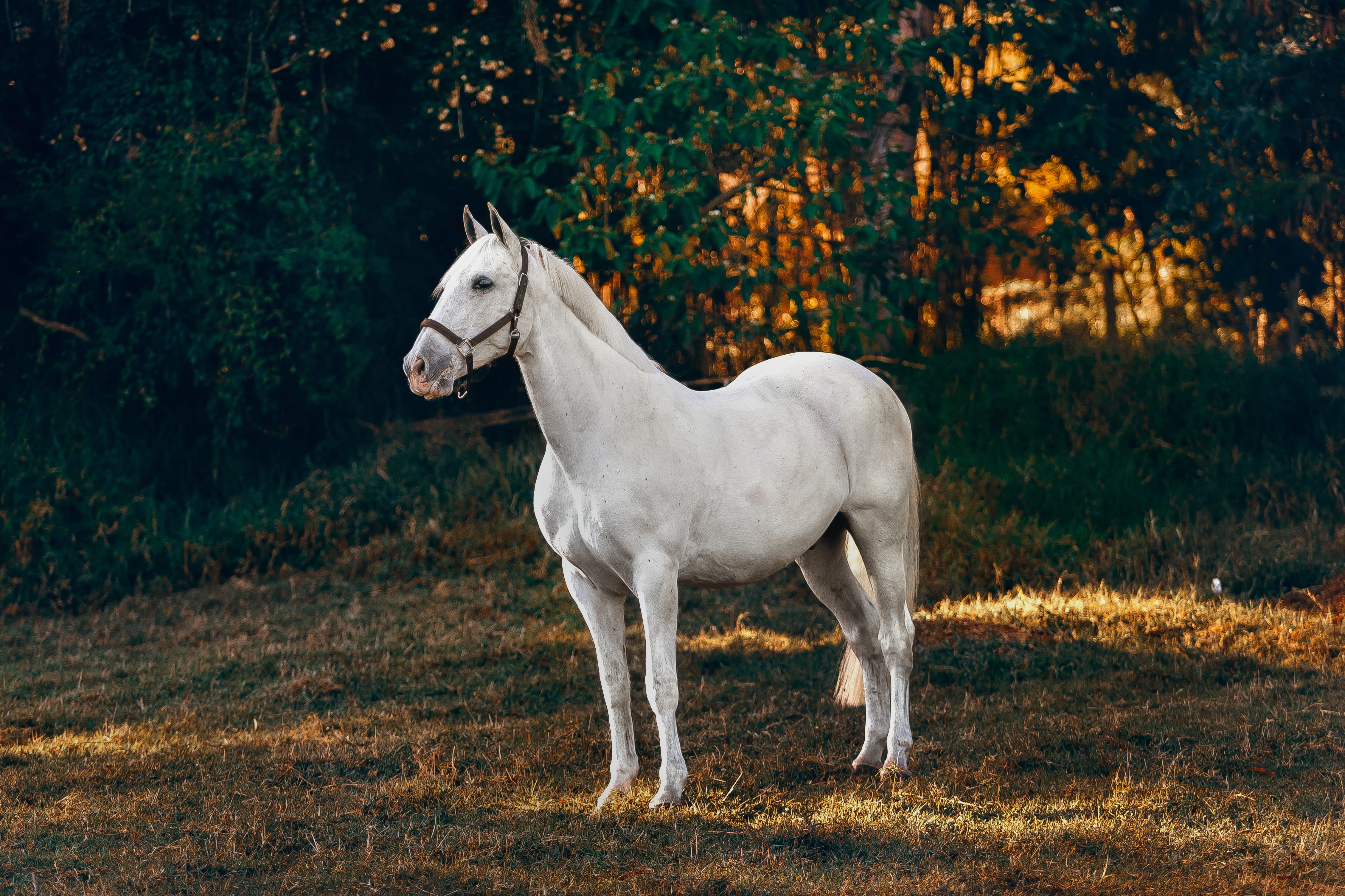 stallion, forest, animal, egret, day, animal themes, ardeidae, mammal, outdoors, ground, herbivorous, field, ampersand, colt horse, foal, horse, plant, HD Wallpaper