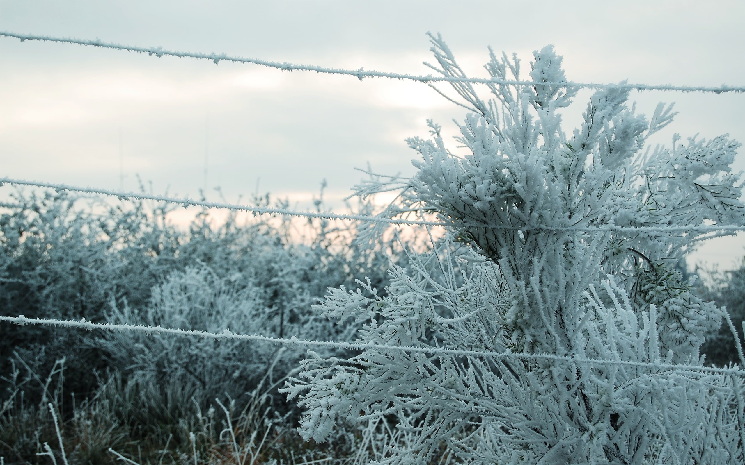 nature, cold temperature, cold, barbed wire, land, plant, trees, snow, ice, growth, overgrown, outdoors, winter, overcast, bare tree, tranquil scene, field, HD Wallpaper