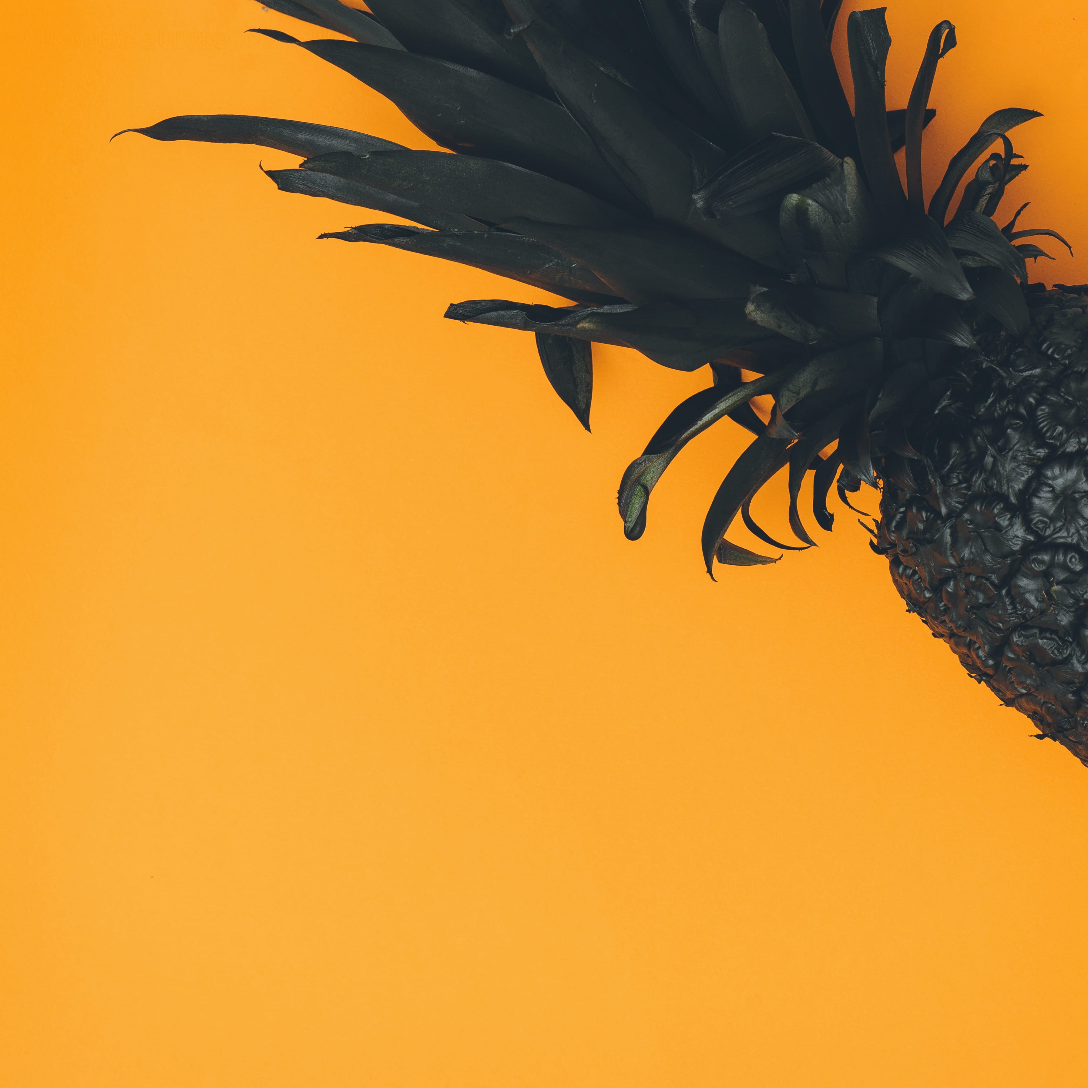 black pineapple, flowering plant, no people, conceptual, leaf, flower, background, art, fruit, copy space, close-up, orange color, sunset, freshness, plant, Phone HD Wallpaper