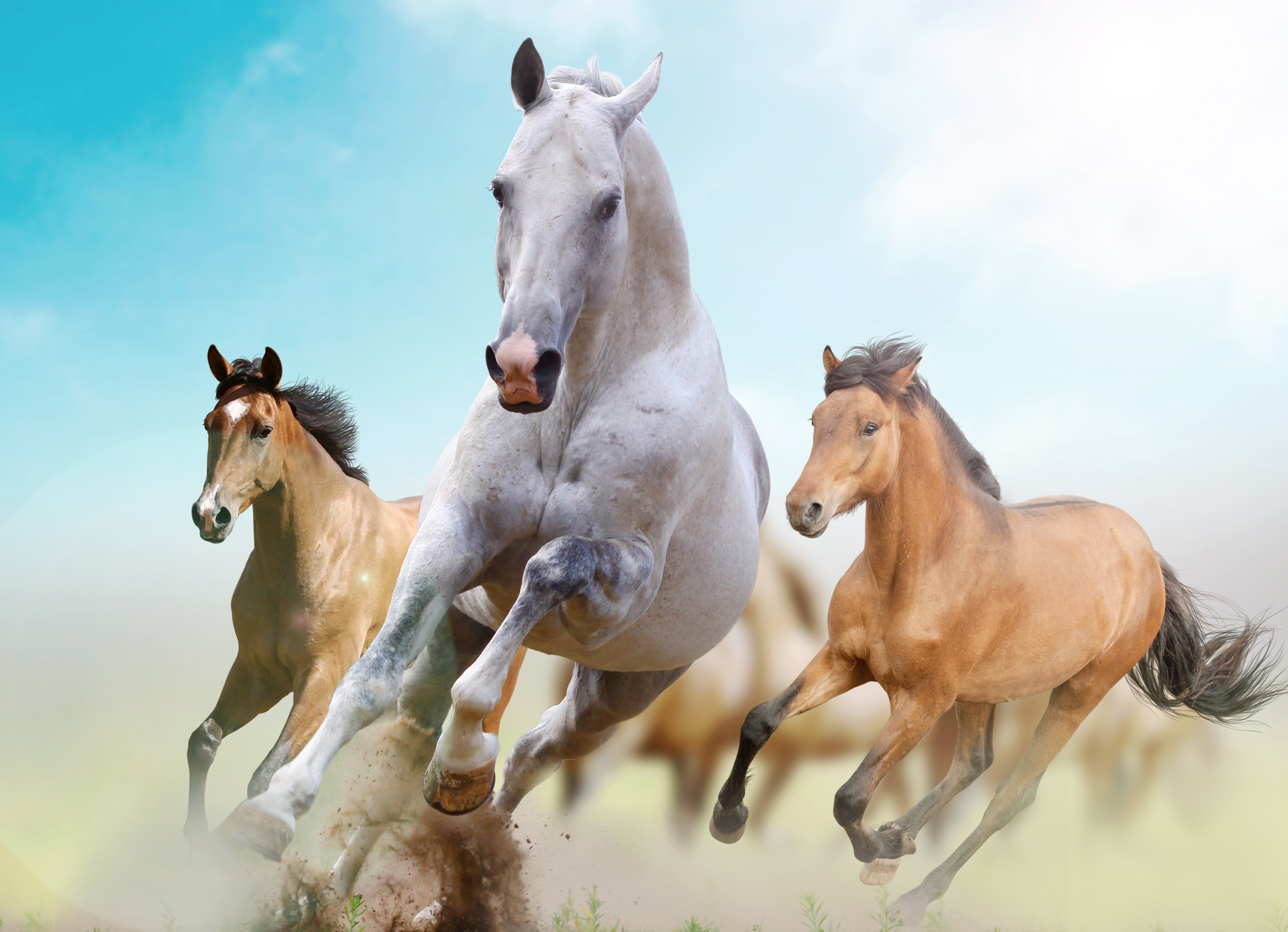 brown, nature, field, animal themes, vertebrate, animal, meadow, agriculture, 5K, bay Horse, motion, day, animal wildlife, white, mare, rural Scene, HD Wallpaper