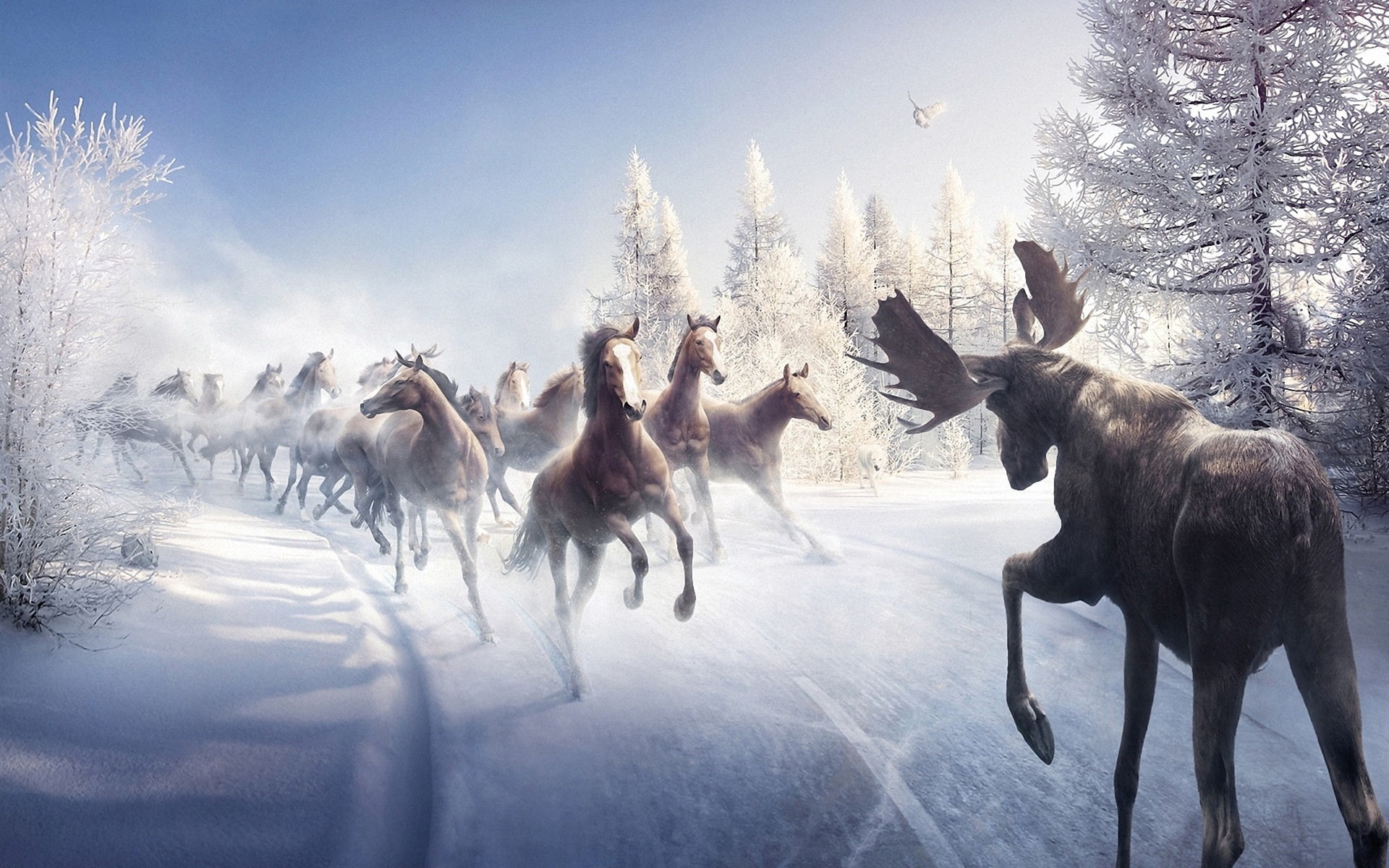 Running, 1080P, Horses, Winter, HD Wallpaper