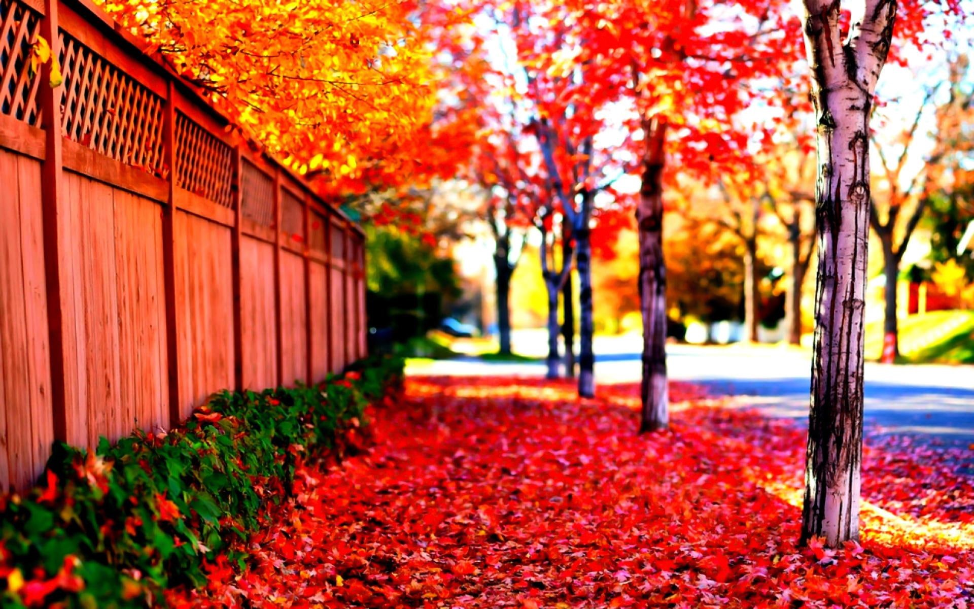 orange, fall, fence, colorful, nature, 1080P, autumn, sunny, colors, street, beautiful, sidew, leaves, sunshine, lives, trees, HD Wallpaper