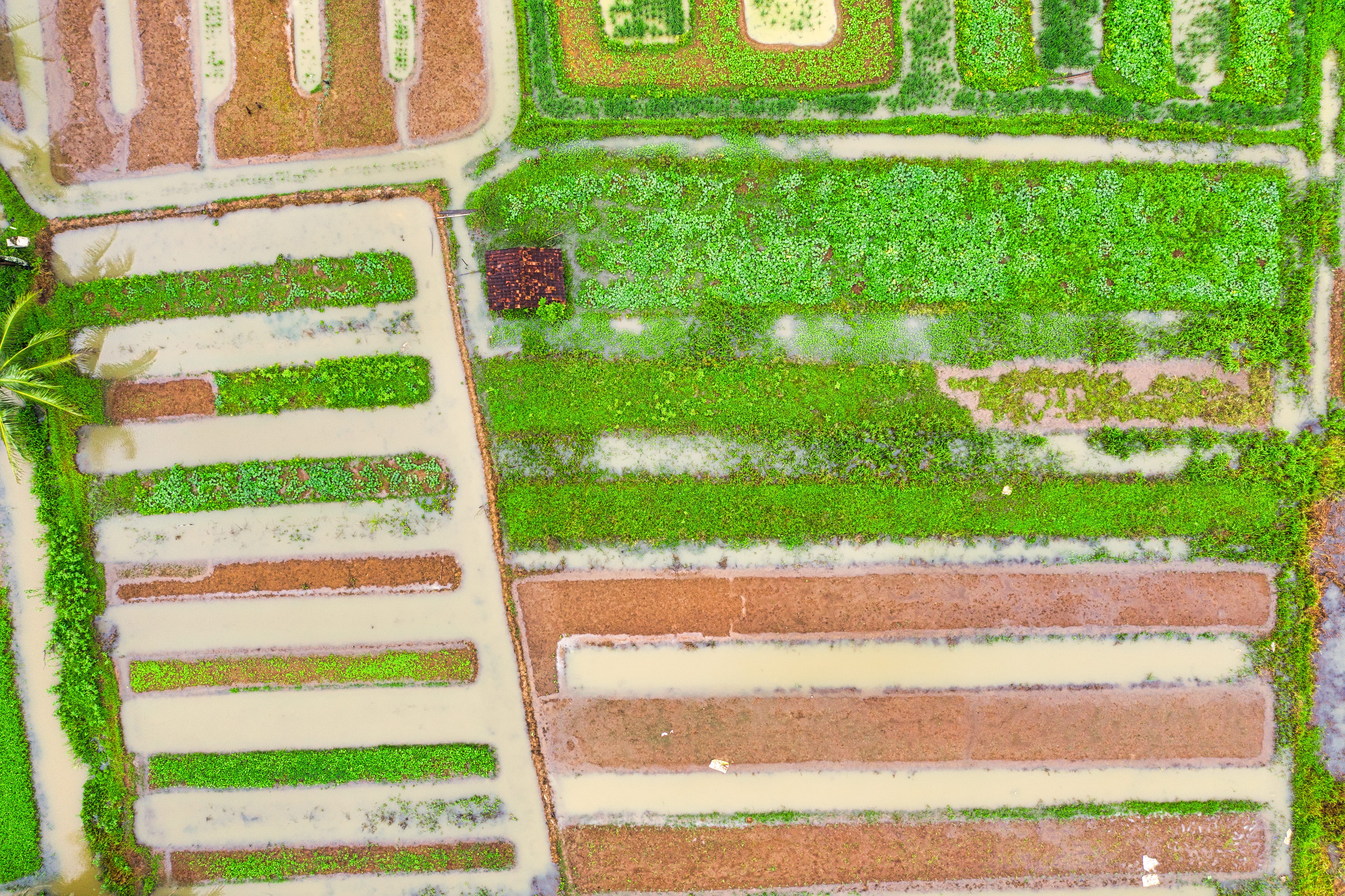 drone, landscape, vintage, nature, farm, farming, rural, plantation, green color, grass, 5K, close-up, color, drawing, creative, art, day, high angle view, HD Wallpaper