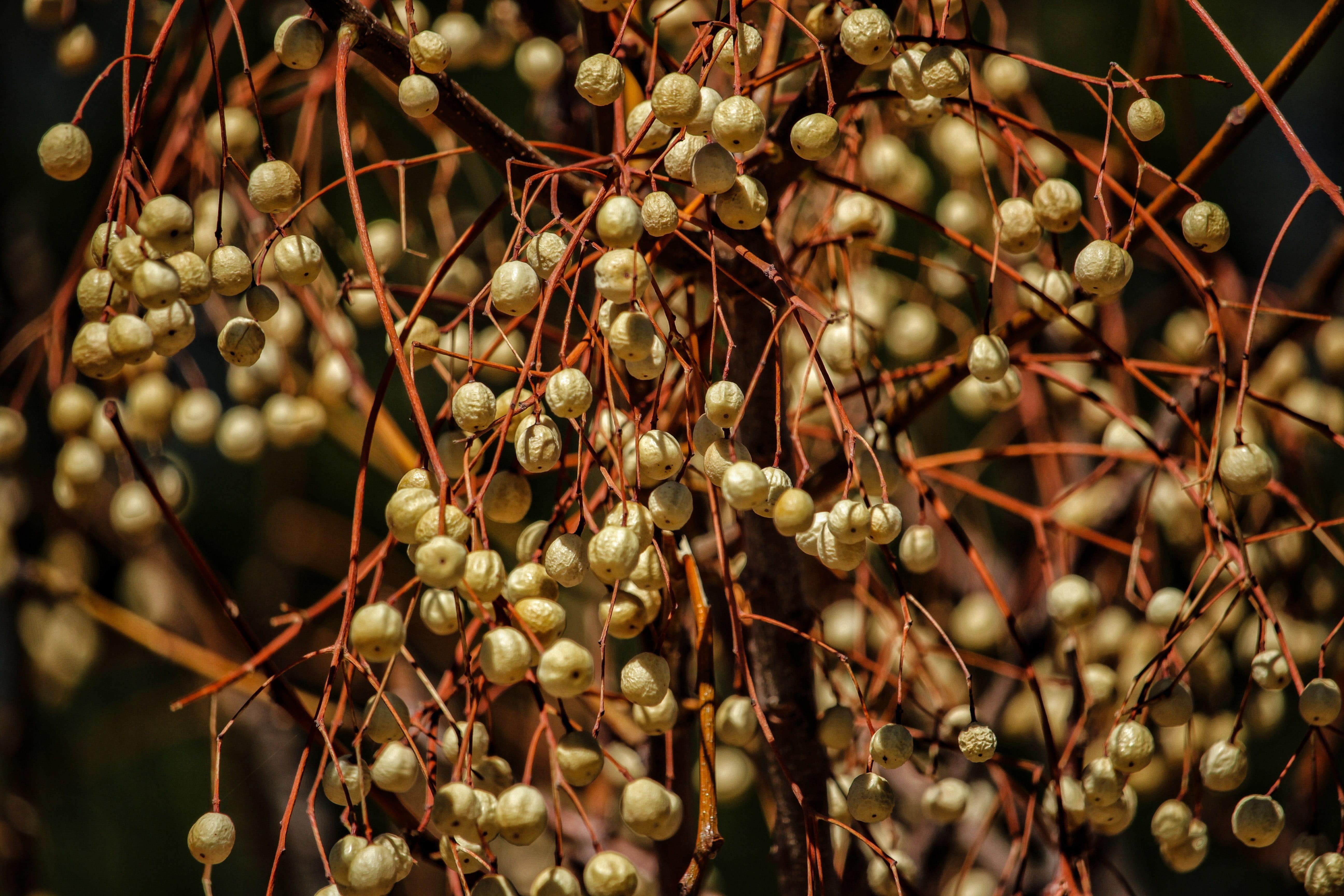 growth, food, symbol, dried, beauty in nature, no people, close-up, nature, food and drink, organic, green, tree, healthy, dry, twig, white, 5K, drawing, HD Wallpaper