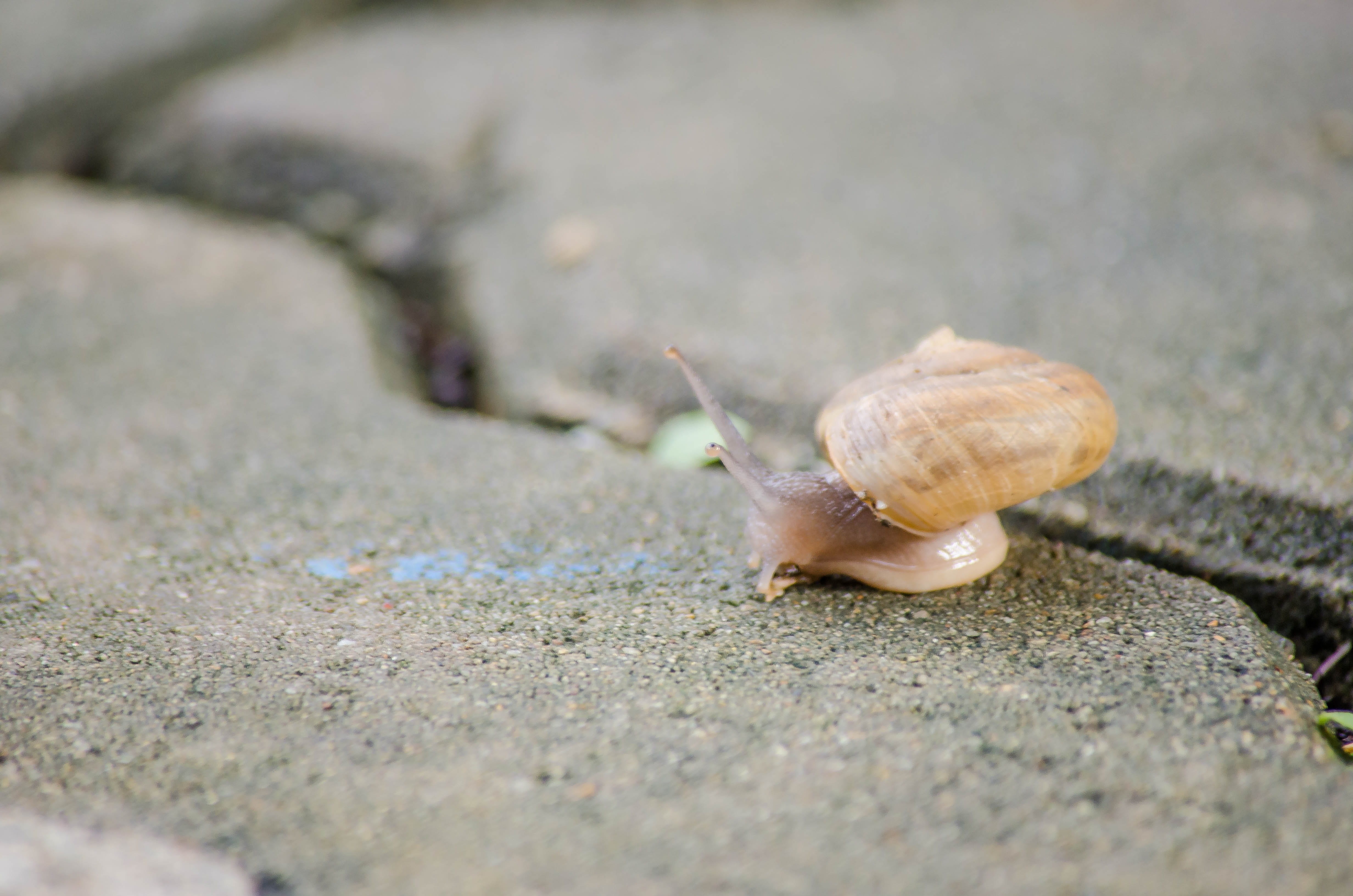 garden, slime, cute, animals in the wild, draw, object, gastropod, speed, animal wildlife, animal, macro, vector, natural, animal antenna, nature, mollusk, HD Wallpaper