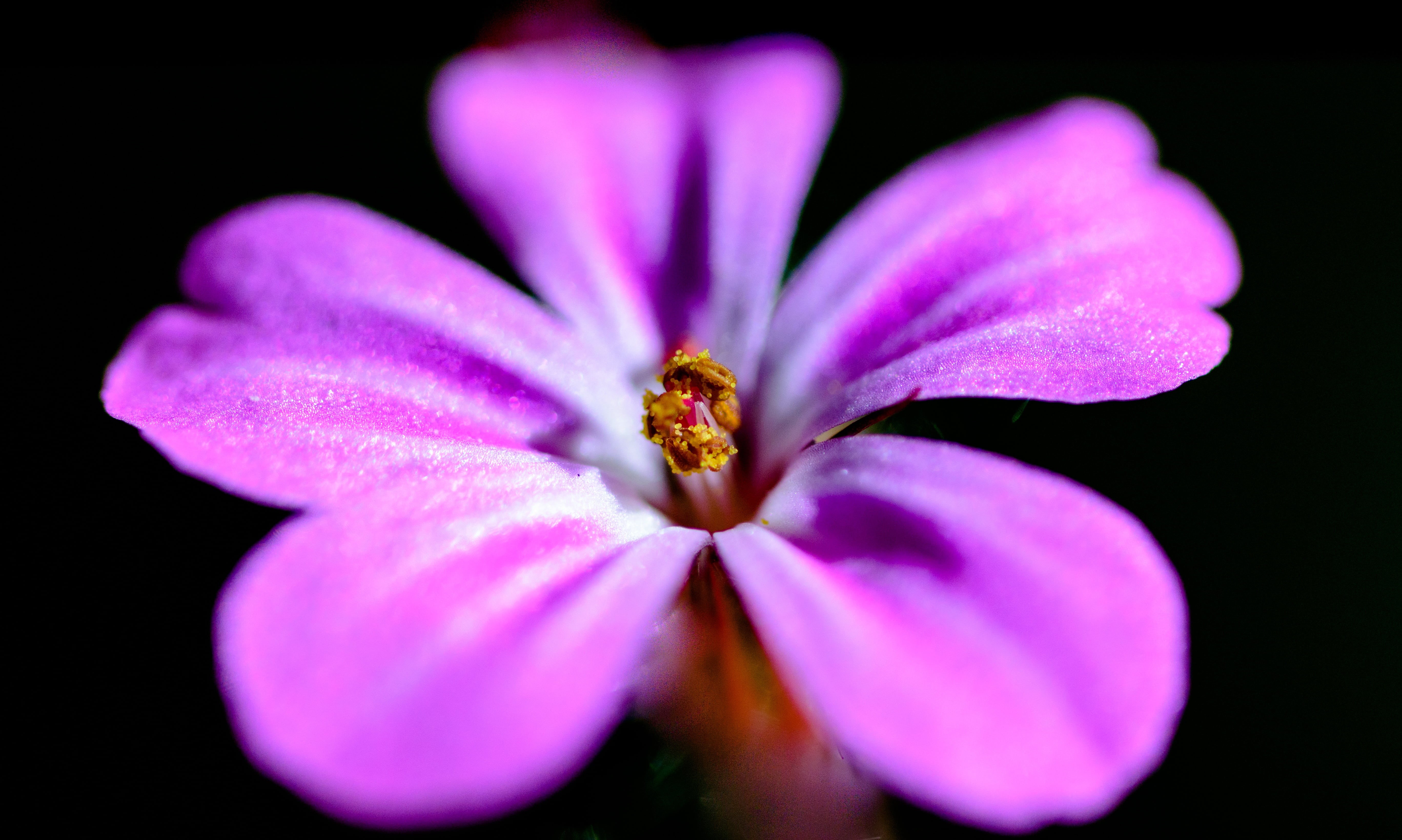 petals, black background, organic, design, purple, freshness, growth, detail, stamen, outdoor, light, modern, inflorescence, blossom, white, selective focus, HD Wallpaper