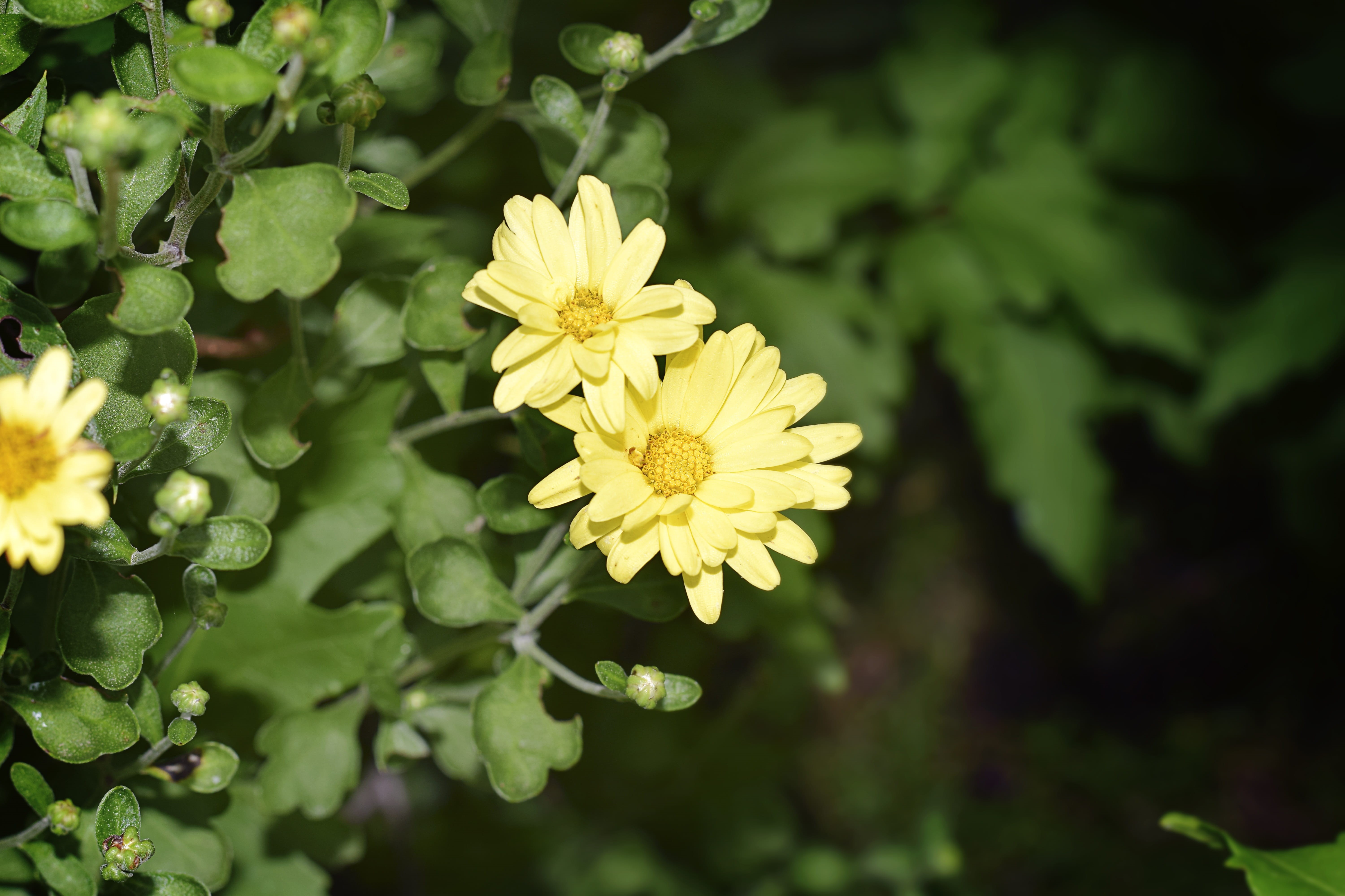 lovely, chrysanthemum, backyard, sunshine, gardener, pollen, blossom, natural, fragility, agriculture, joy, leaves, inflorescence, bouquet, nature, grass, HD Wallpaper