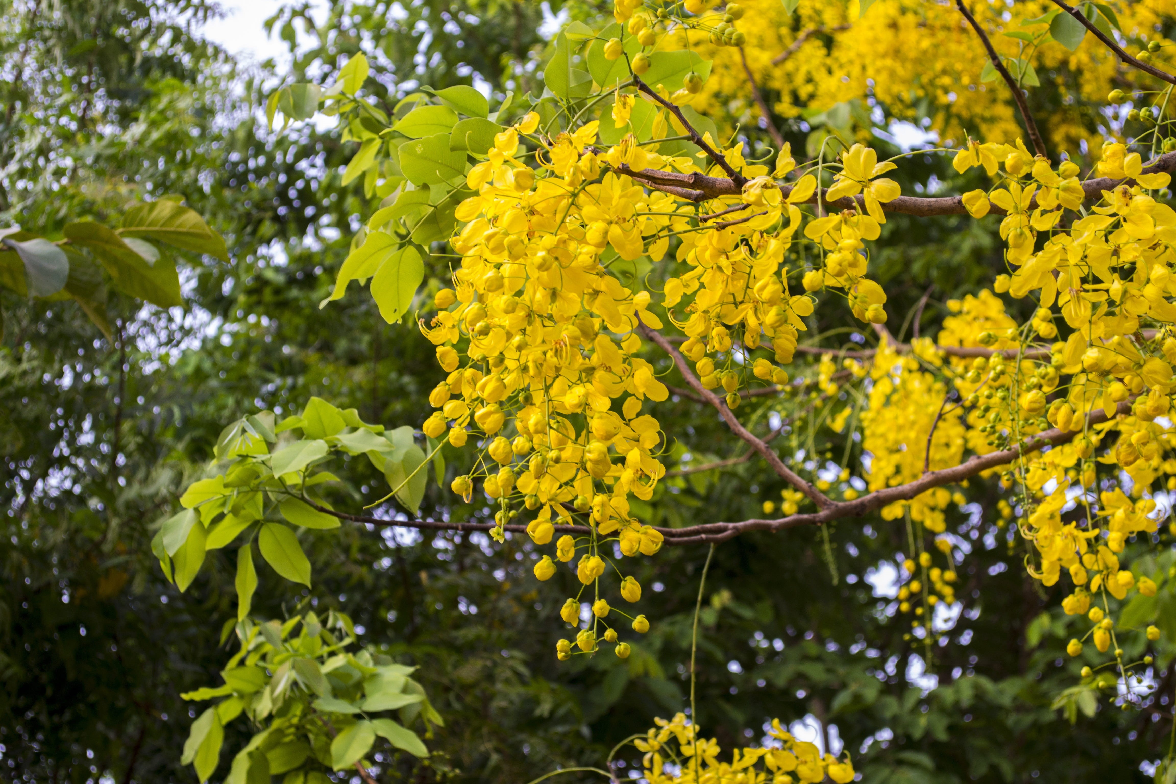 official flower kerala, close-up, flowering plant, yellow, branch, no people, cassia fistula, blossom, fragility, plant, freshness, springtime, leaf, growth, HD Wallpaper