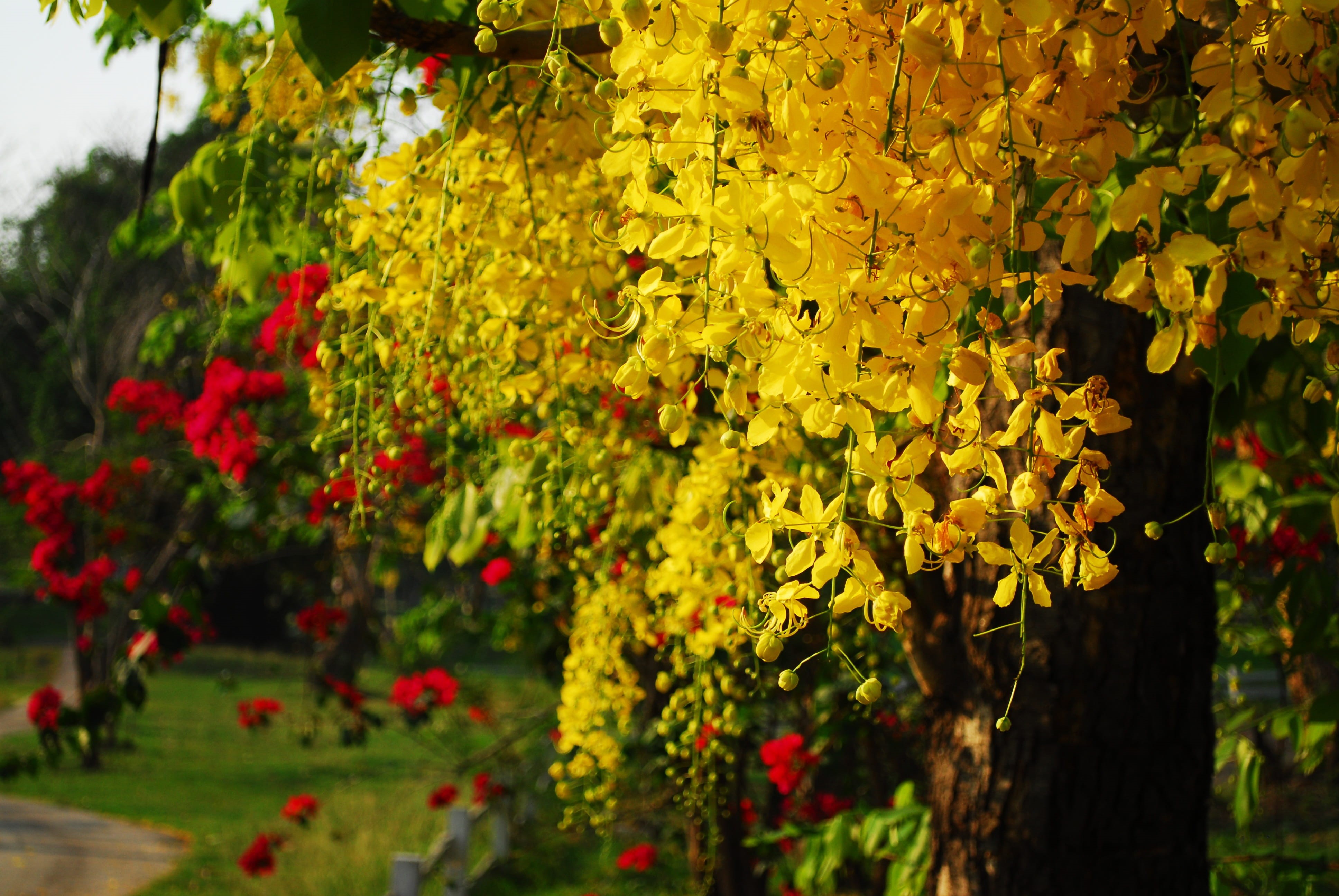 close-up, golden, day, flower head, Cassia Fistula, nature, growth, forest, fistula, freshness, focus on foreground, leaf, plant, autumn, red, no People, HD Wallpaper