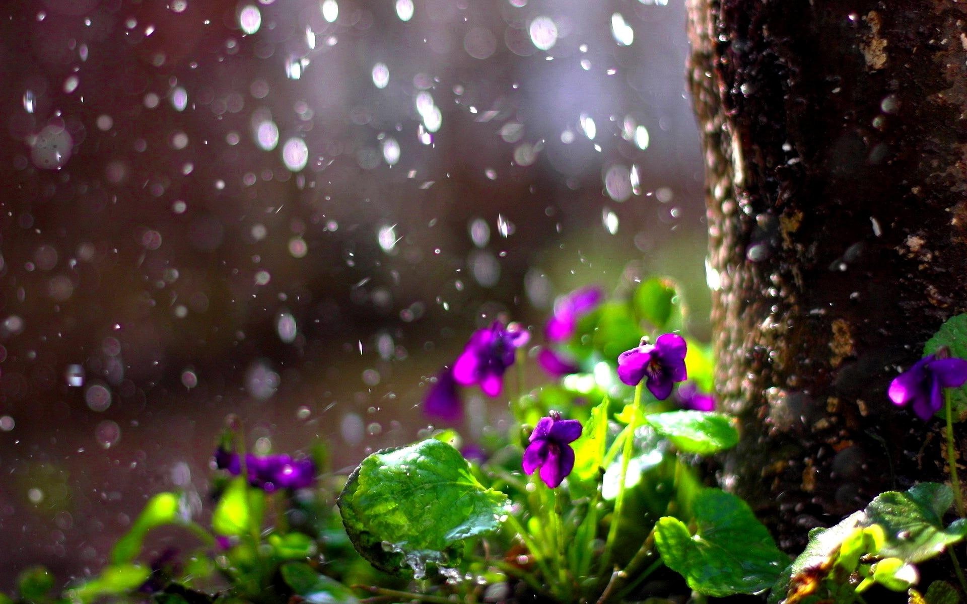 flowers, tree, take, blossoms, forest, 1080P, rain, shower, purple, nature and landscapes, HD Wallpaper