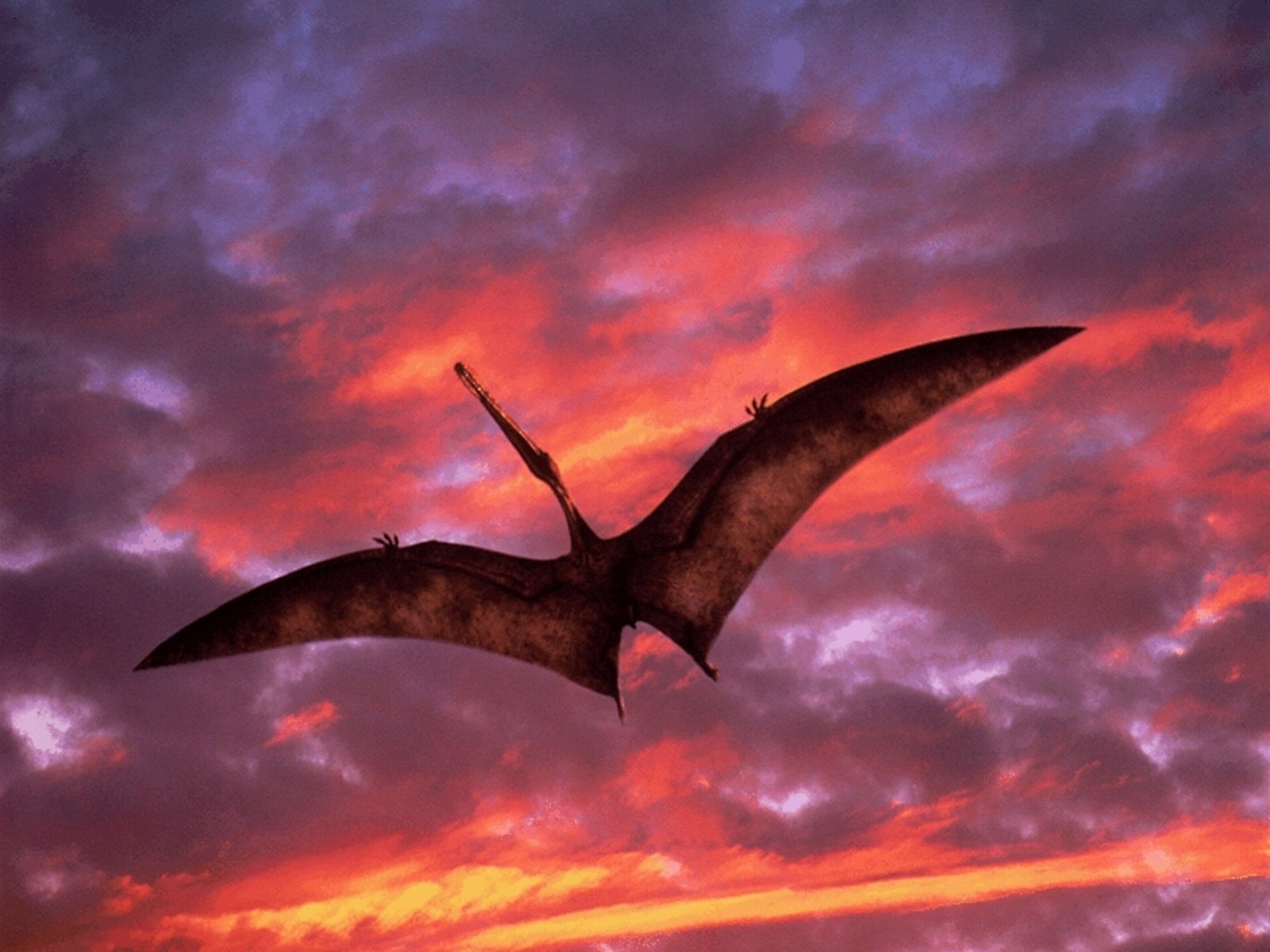 dusk, vertebrate, low angle view, outdoors, sunset, orange color, Animal, flying, mid-air, no people, marine, Dinosaur, brown, nature, animal wildlife, HD Wallpaper