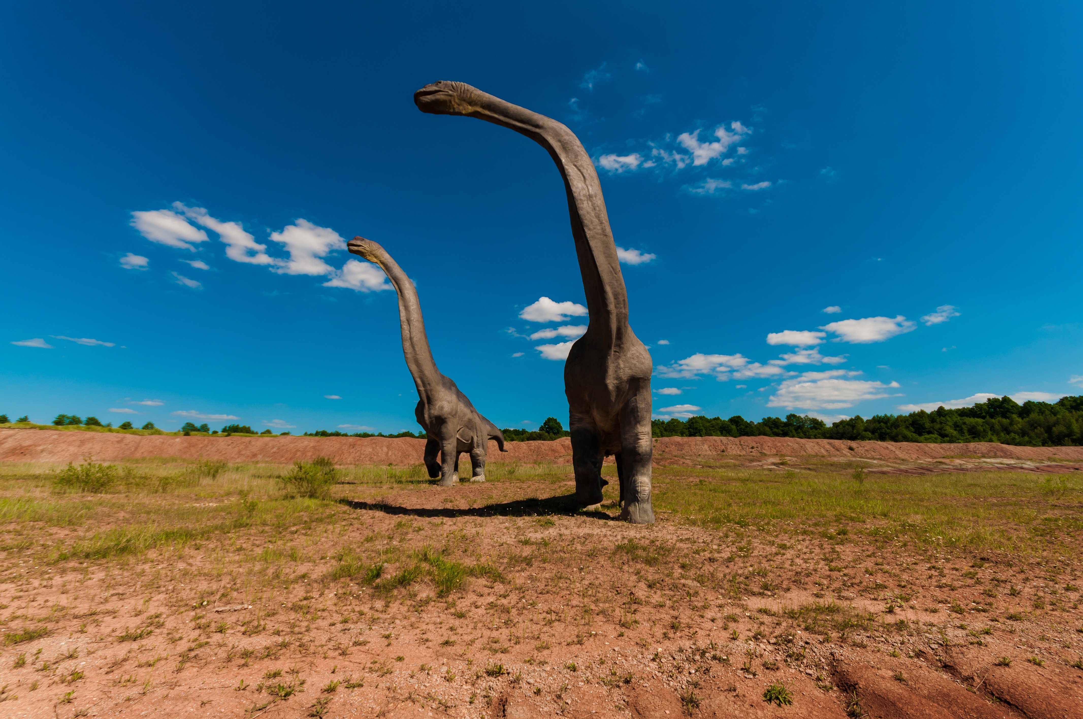 acrocanthosaurus, poland, no people, ornithopods, daytime, nature, history, stygimoloch, animal wildlife, two, open, field, excursions, old, jurassic, triceratops, HD Wallpaper