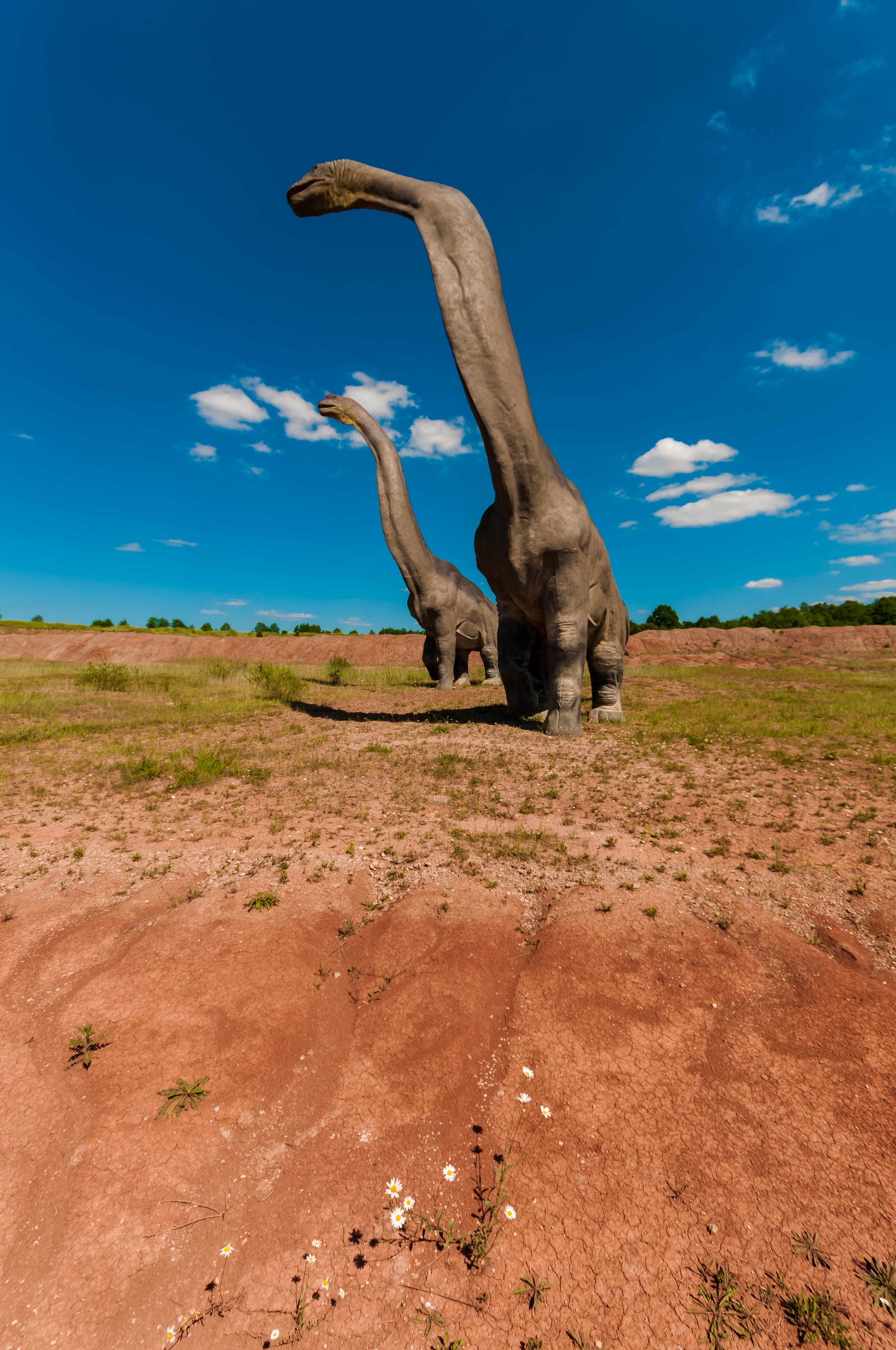 animantarks, fossil, pterodactyl, lizard, heterodontozaur, Mammal, edmontosaurus, argentinosaurus, park, diplodocus, large, forest, outdoors, excursions, Phone HD Wallpaper
