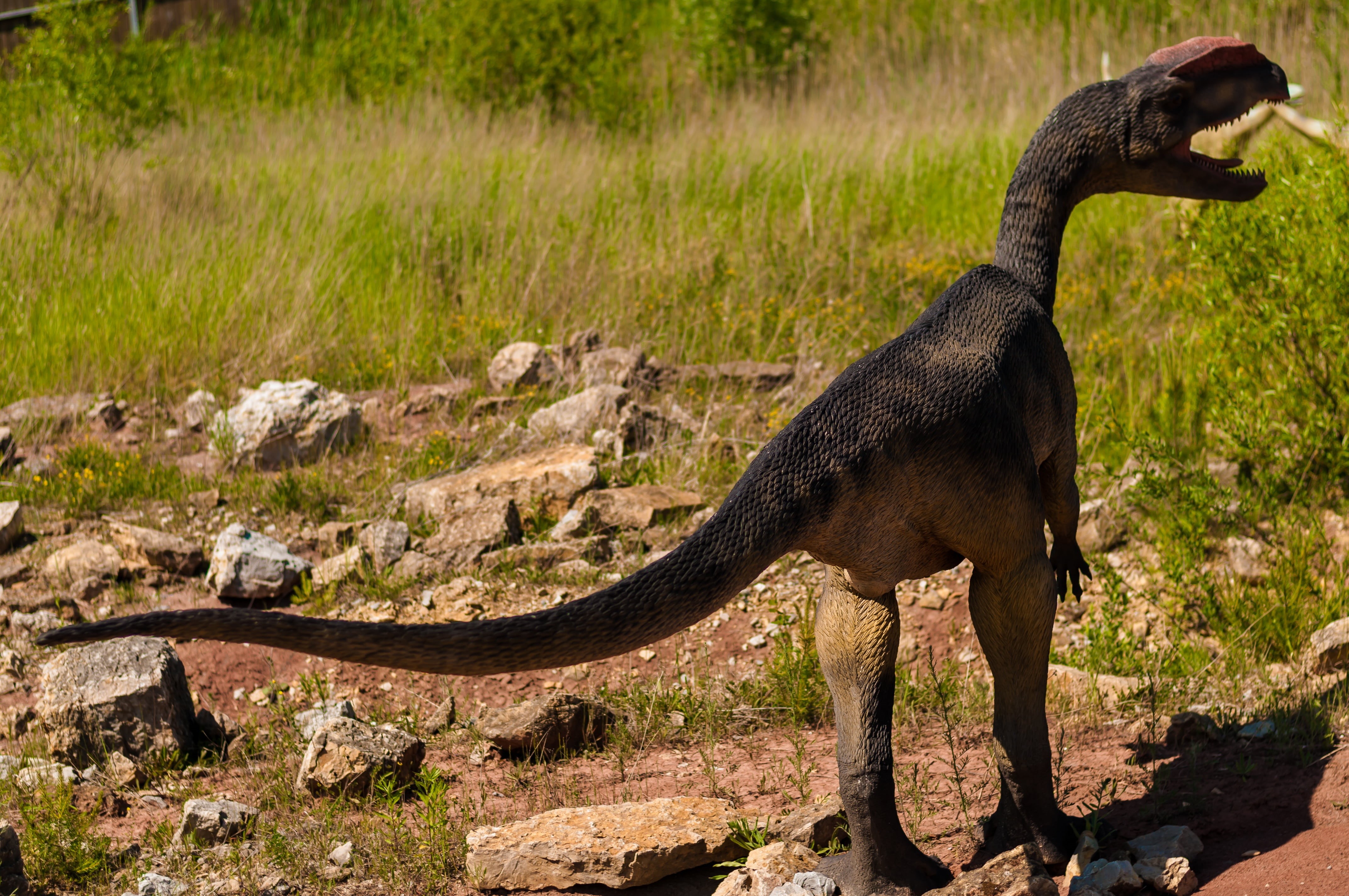 ankylosaurid, side view, shark, jaws, krasiejów, giganotosaurus, nature, jurassic, old, day, gray, fossil, no people, grass, pterodactyl, field, diplodocus, HD Wallpaper