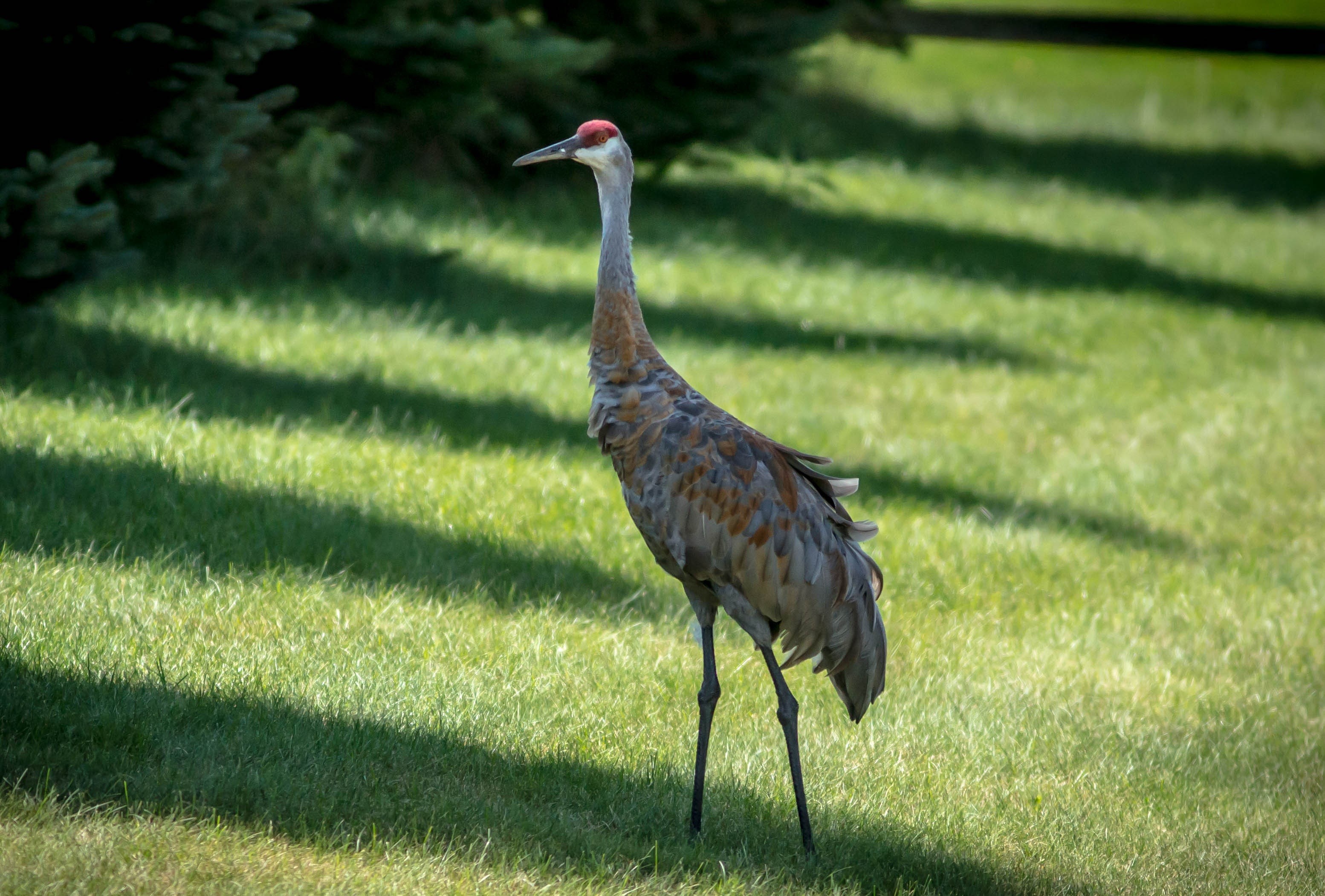 vertebrate, animal neck, wingspan, field, sunlight, pterodactyl, full length, land, avian, green color, crane, outdoors, sand hill crane, bird, animals in the wild, HD Wallpaper