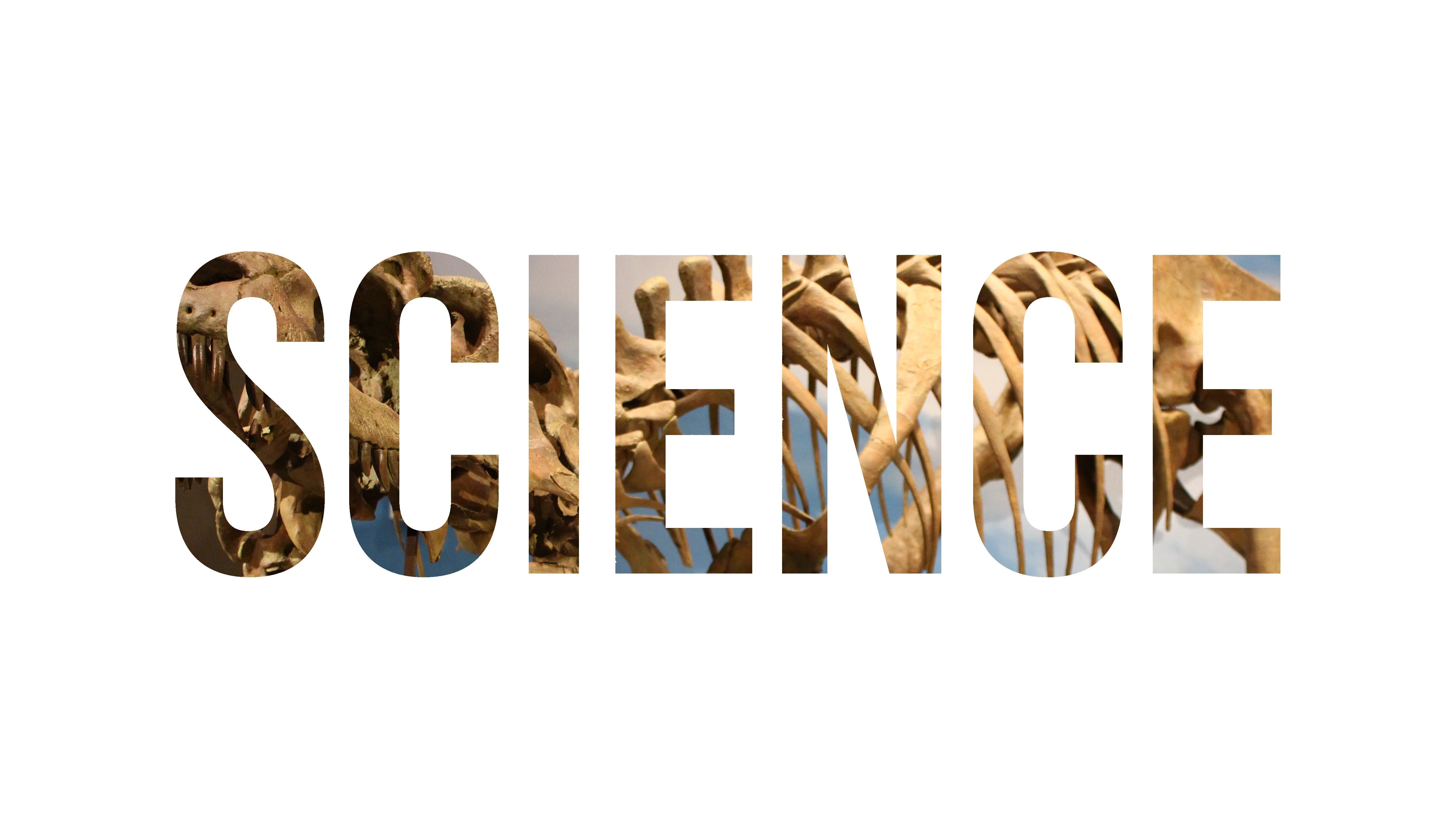 white, science, letter, black, art and craft, wooden, typography, museum, nature, white background, dinosaurs, sign, indoors, wall, no people, communication, HD Wallpaper