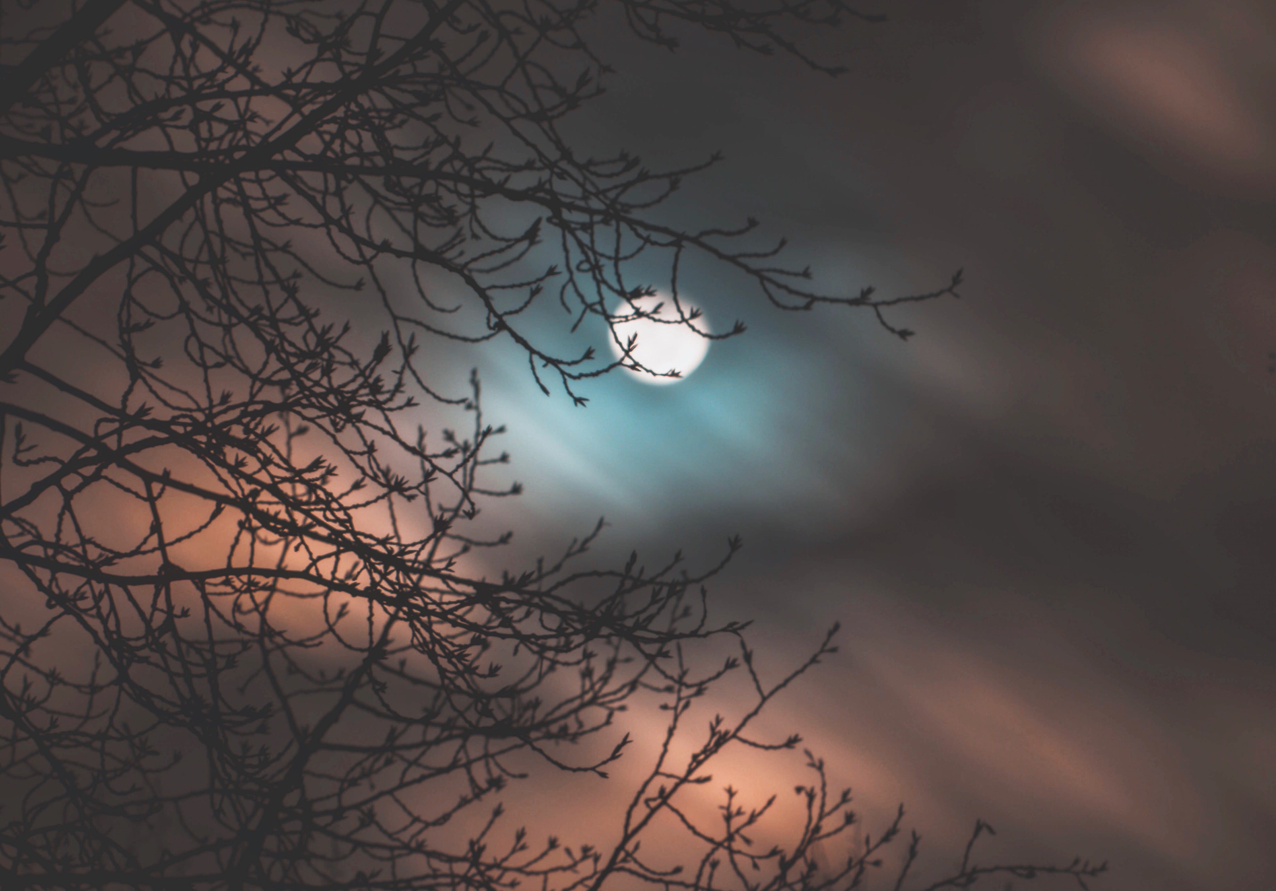 fullmoon, scenics - nature, sky, dead plant, astronomy, low angle view, night, sunset, woodland, no people, moon, plant, dusk, time, silhouette, beauty in nature, HD Wallpaper